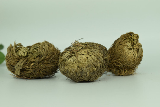 Plant of Resurrection, Rose of Jericho- Specialty Plants, Everlasting plant, Liv
