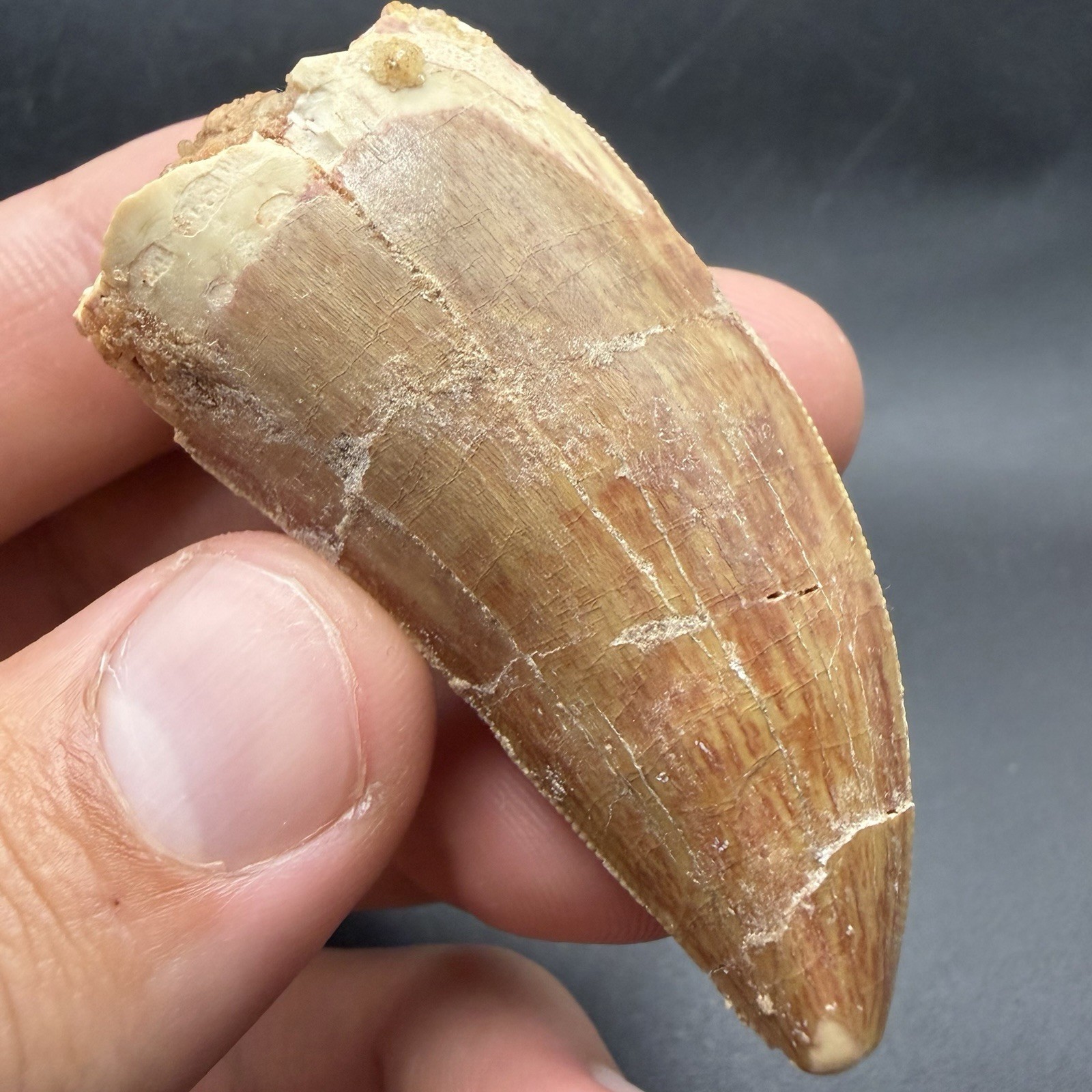 Charcharodonotsaurus Tooth Real Dinosaur Fossil 2.27” Morocco