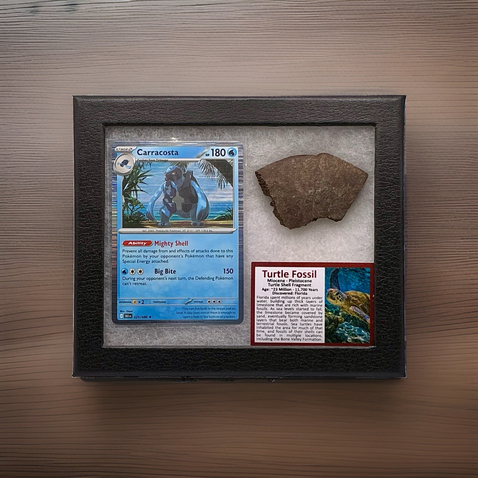 Carracosta Pokémon Card With Authentic Turtle Fossil Fragment In Display RARE