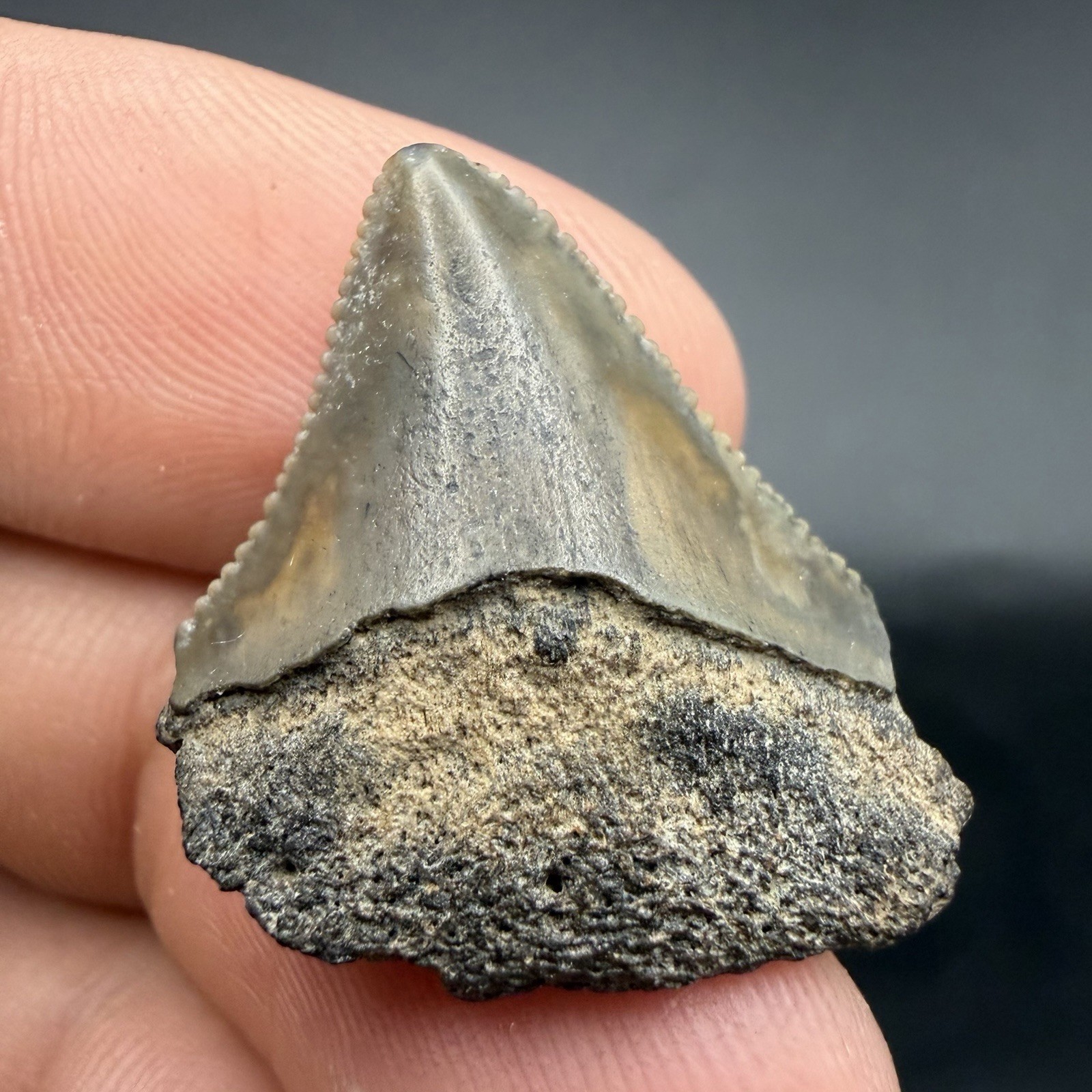 Juvenile Megalodon Shark Tooth SWFL