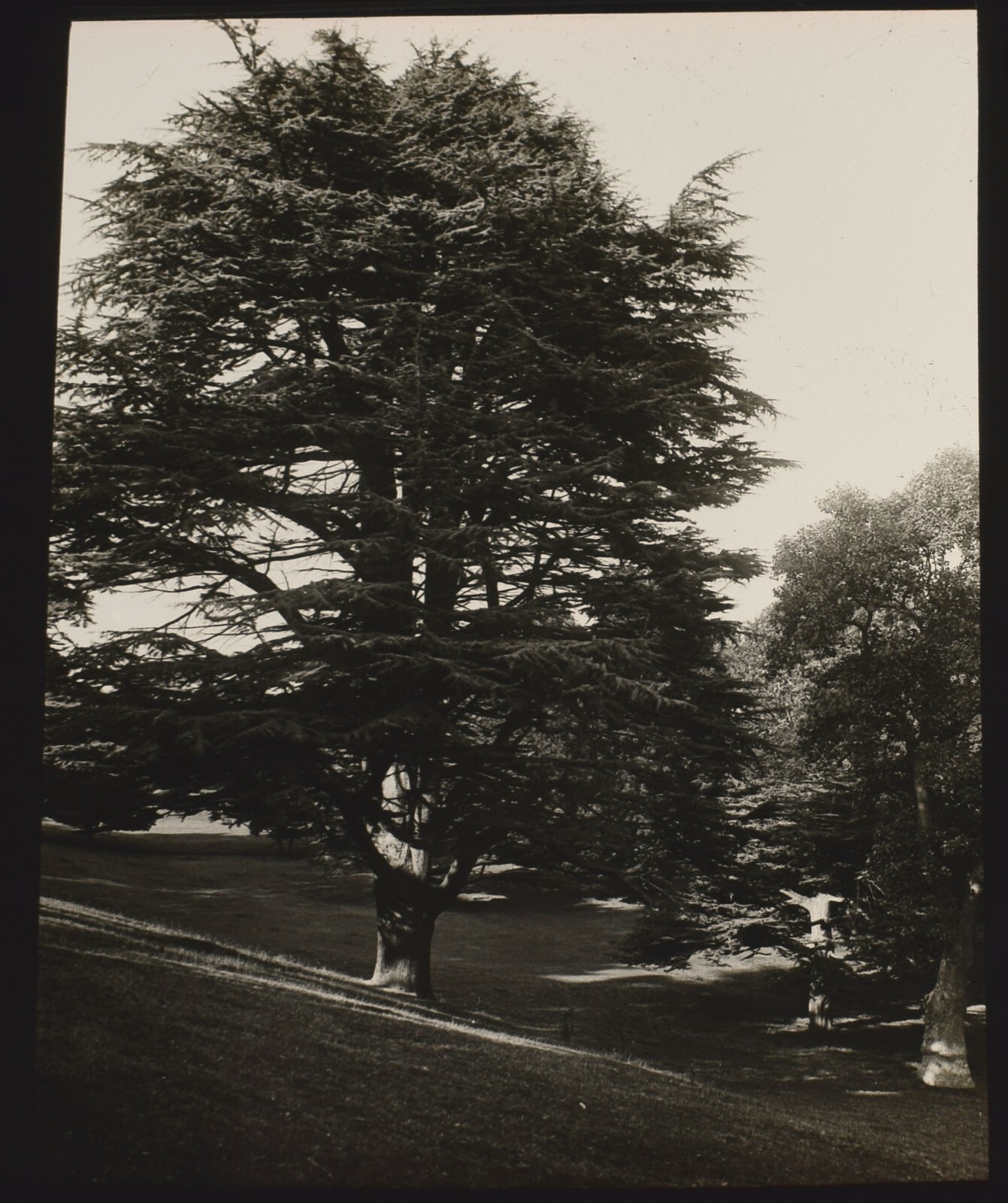 ANTIQUE Magic Lantern Slide CEDAR TREE KNOWLE PARK SIDMOUTH C1900 PHOTO DEVON