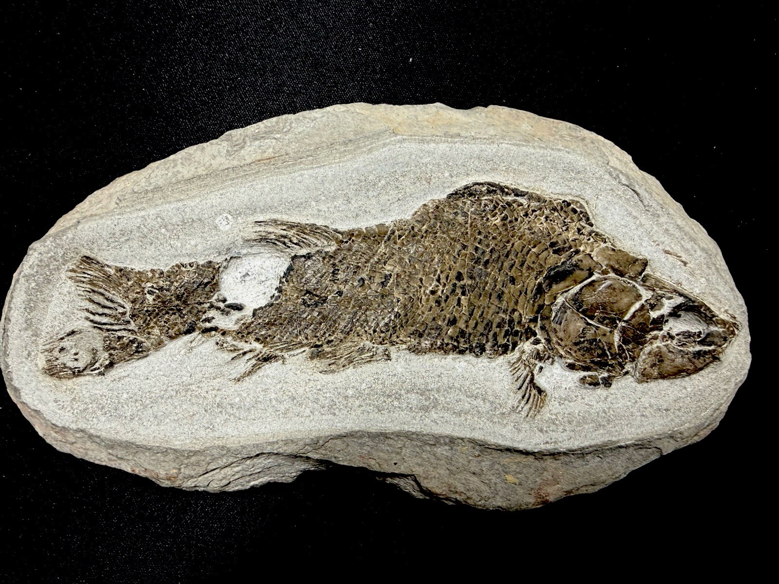 fossil fish ，perleidus,  Jurong China