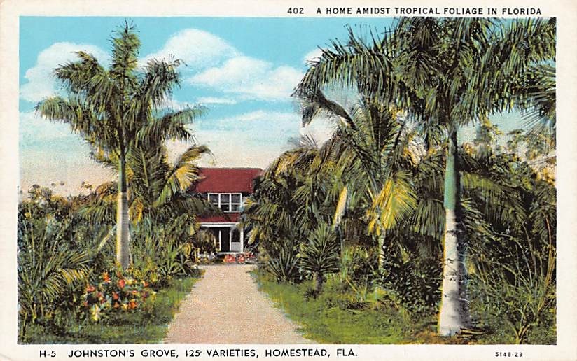 Postcard FL: Johnston\'s Grove, Homestead, Florida, WB 1920\'s