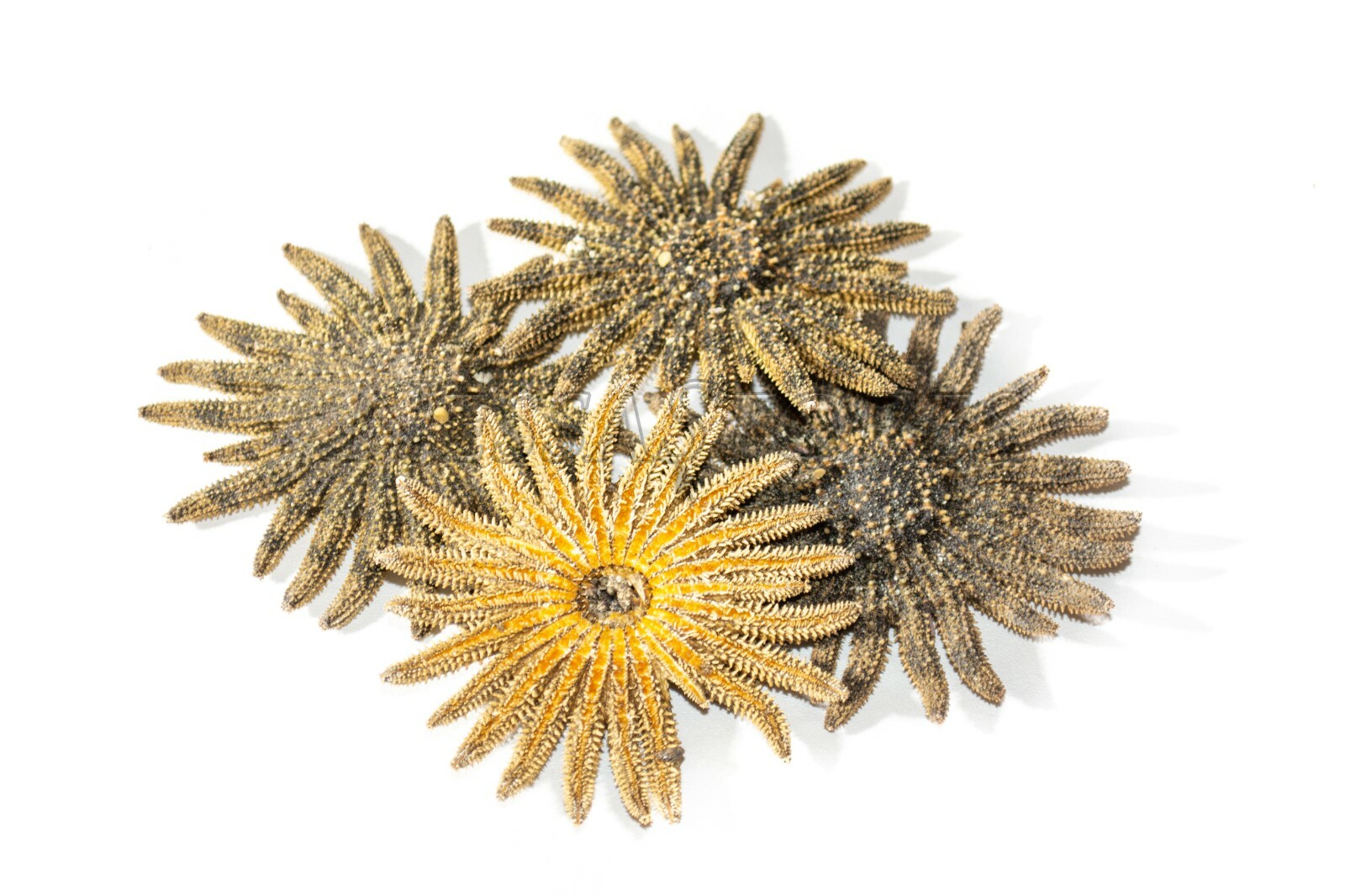 Multileg Sunflower Starfish Sea Shell Wedding Real Beach Craft 2-3\