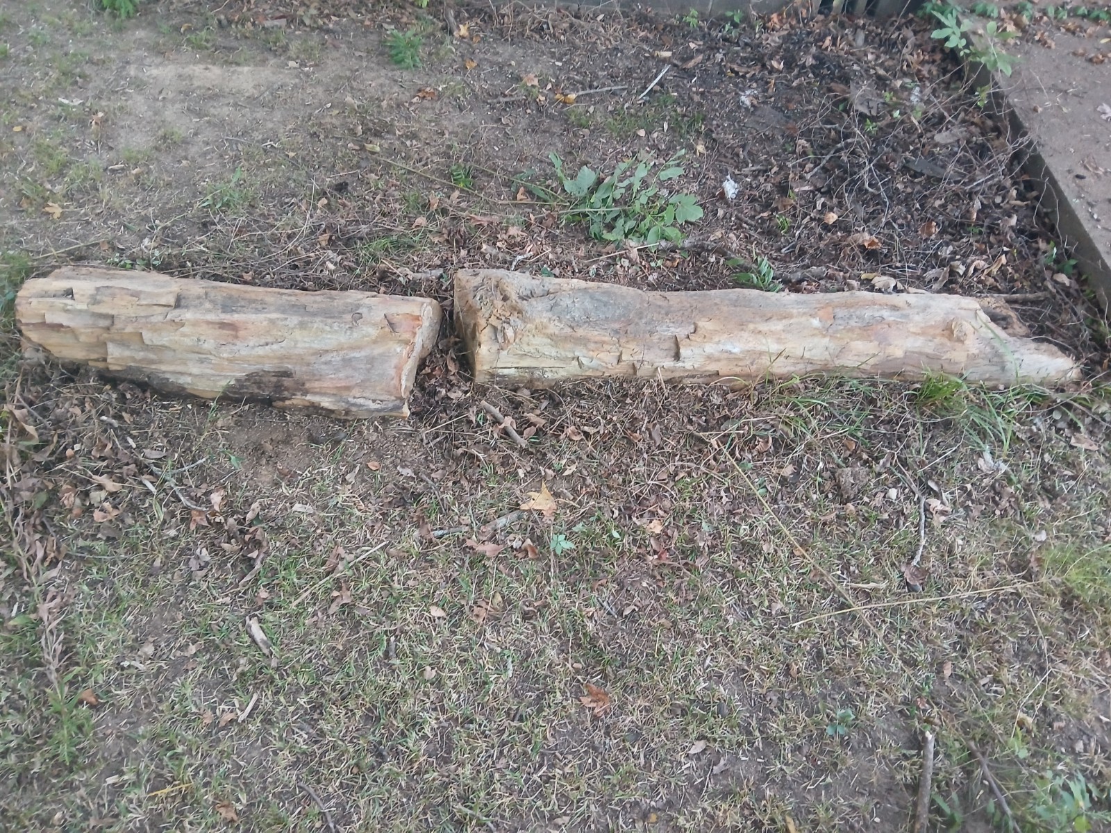 Very Rare Petrified Log