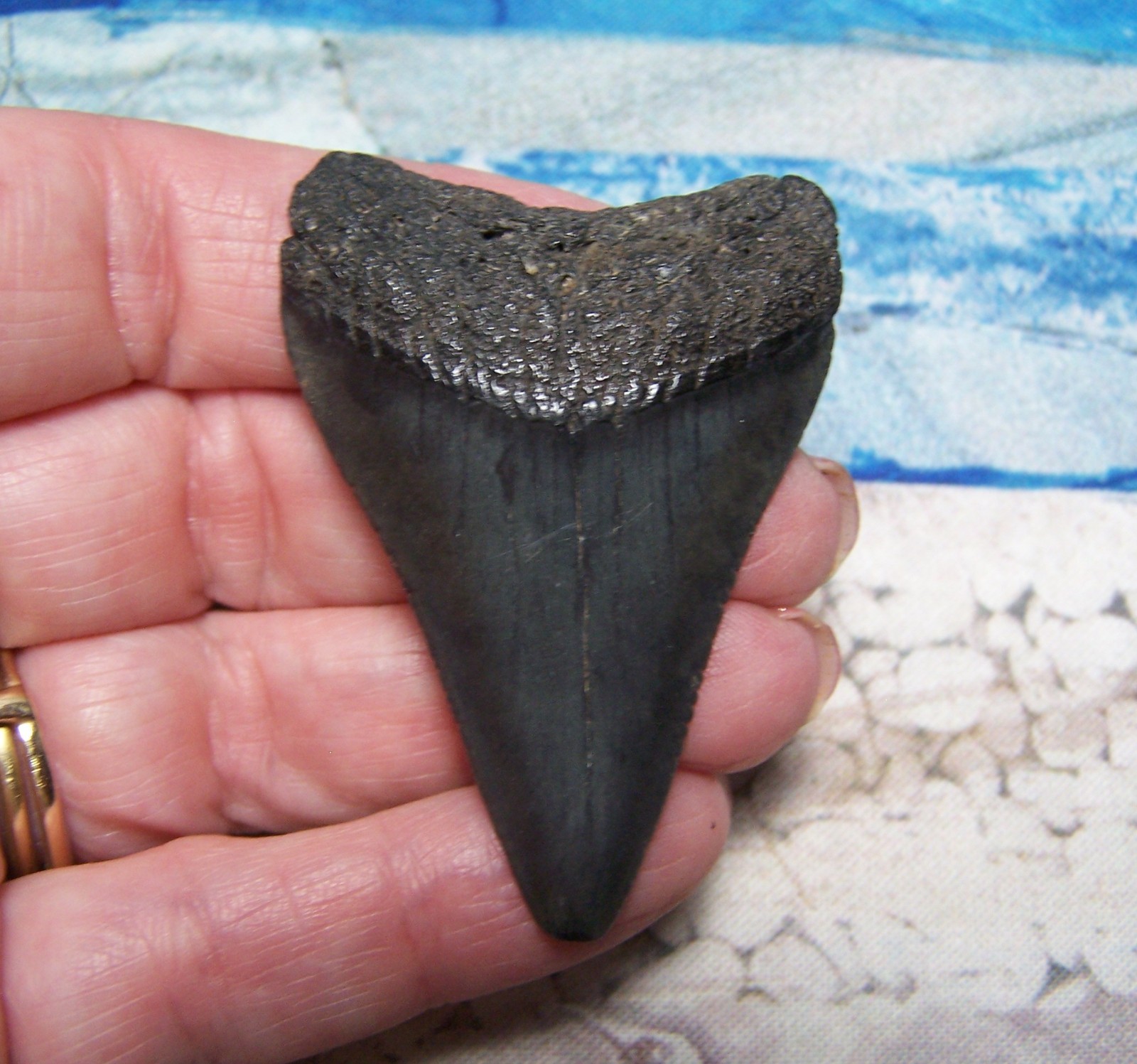 GREAT WHITE SHARK TOOTH 2 1/8