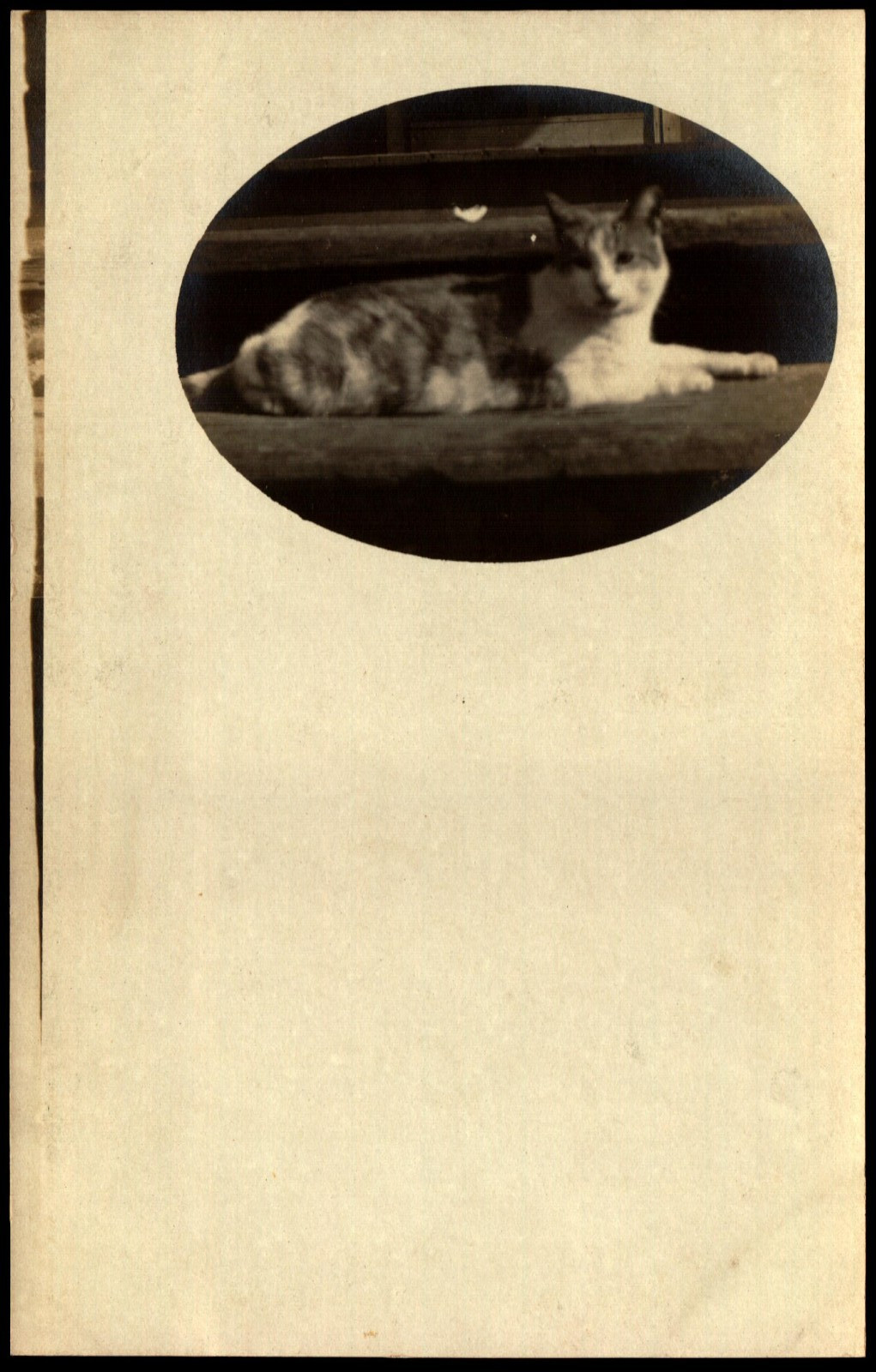 RPPC Postcard Family Cat c1910 F14