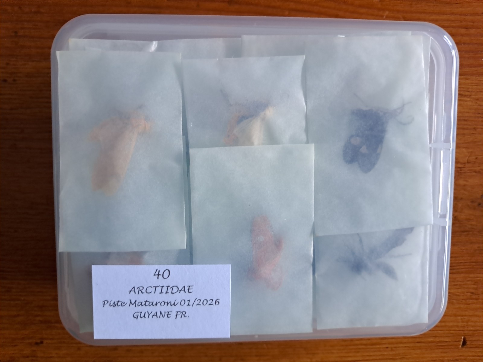 LOT 40 Arctiidae