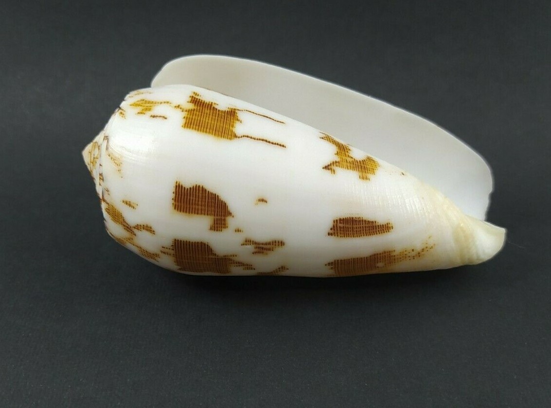 F Conus Striatus RARE Beautiful Shells 92.5 mm  red Sea shell  very nice Pattern