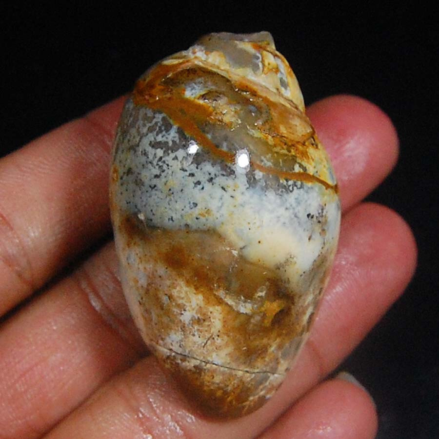 257 Ct. AAA Mineral 100% Natural Fossilized Shell Fancy Loose Gemstone Cabochon