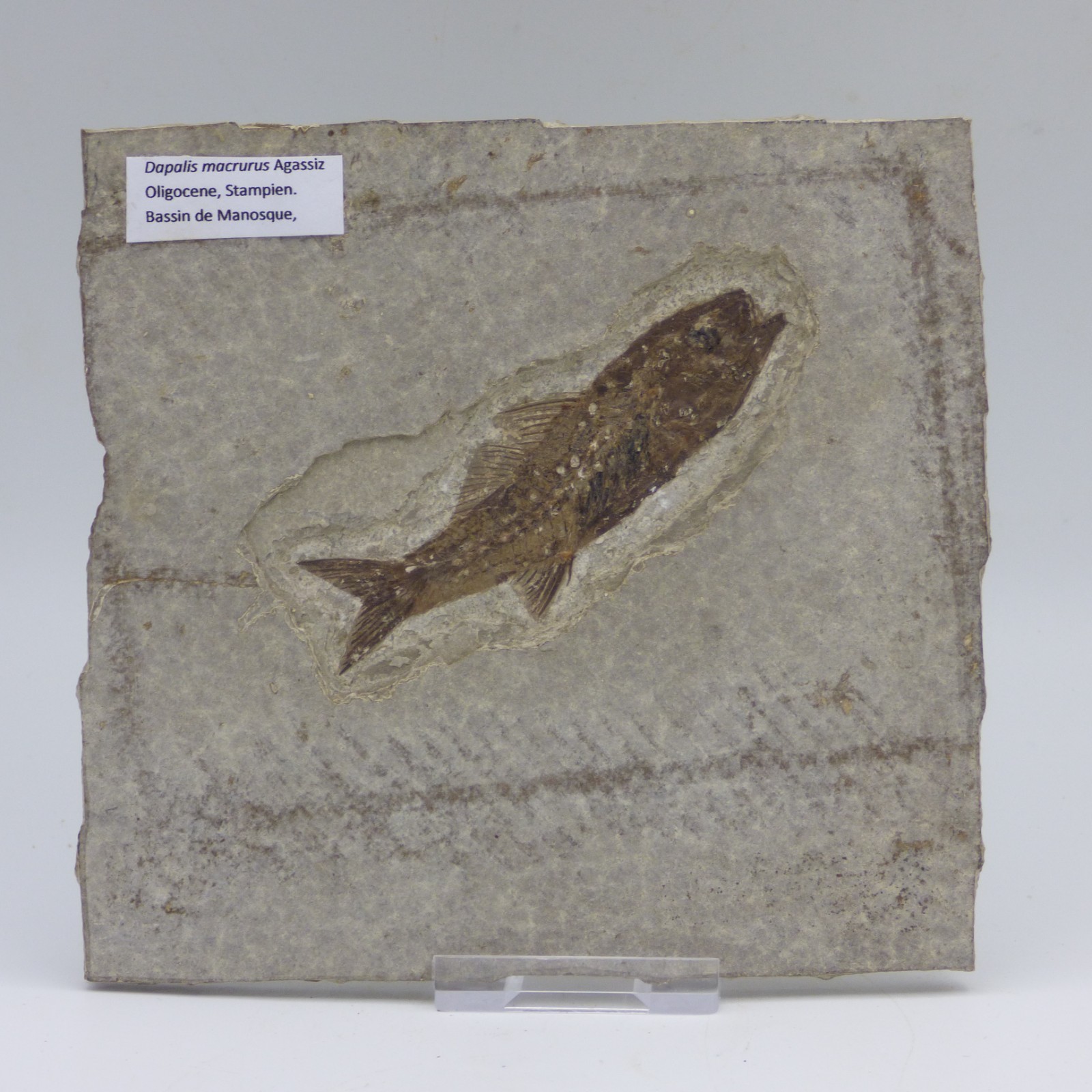 Fossil Fish Dapilis Macrurus Oligocene Stampien Bassin de Manosque France