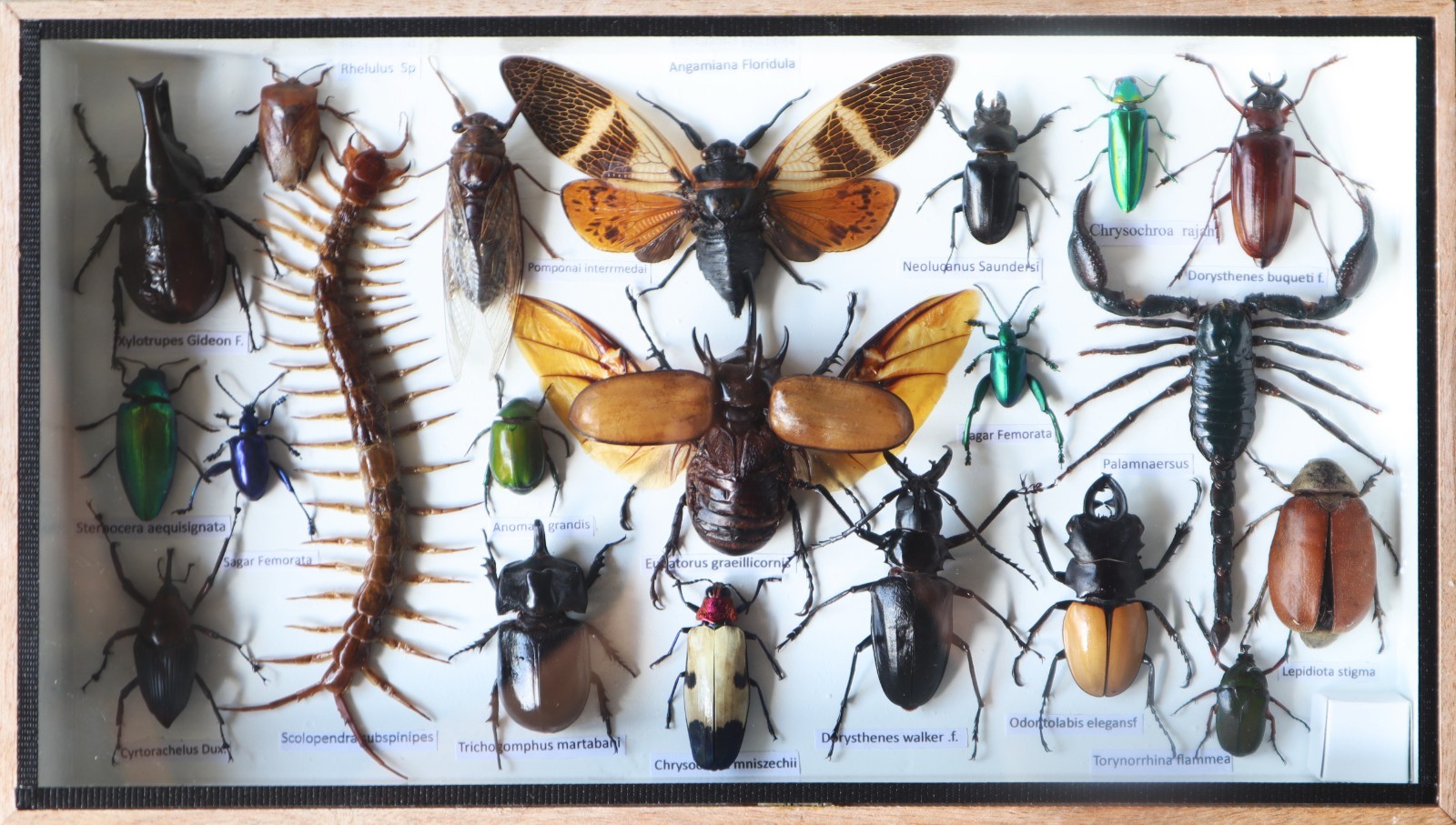 Real Insect Taxidermy Collection Mixed Specimens In Wooden Box Display