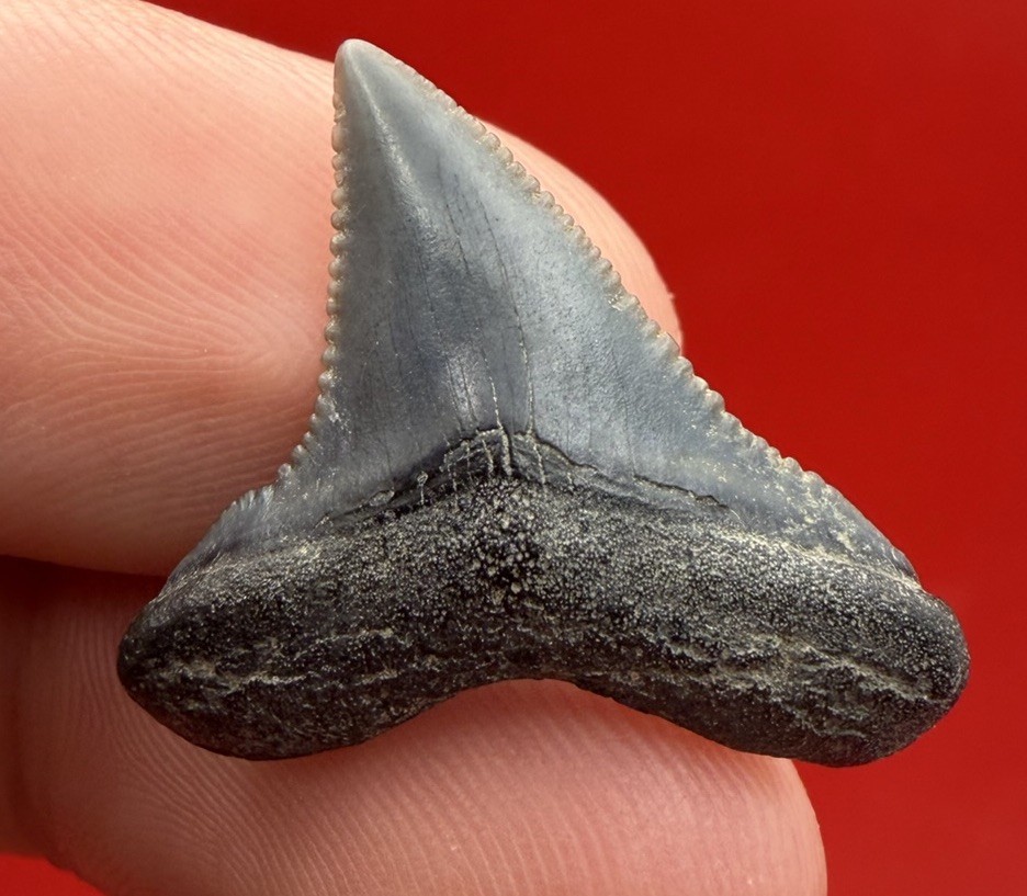COLLECTOR GRADE ANGUSTIDENS SHARK TOOTH - JUVENILE SPECIMEN