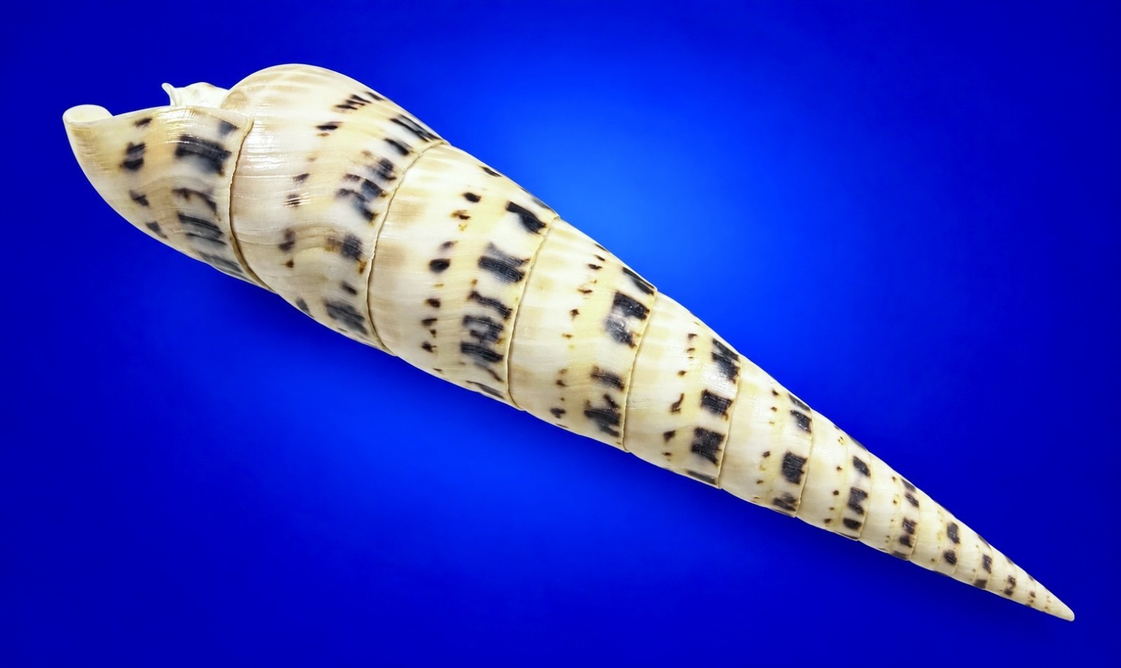 Oxymeris maculata GIANT 192mm Marlinspike Auger Specimen w/operculum-data label