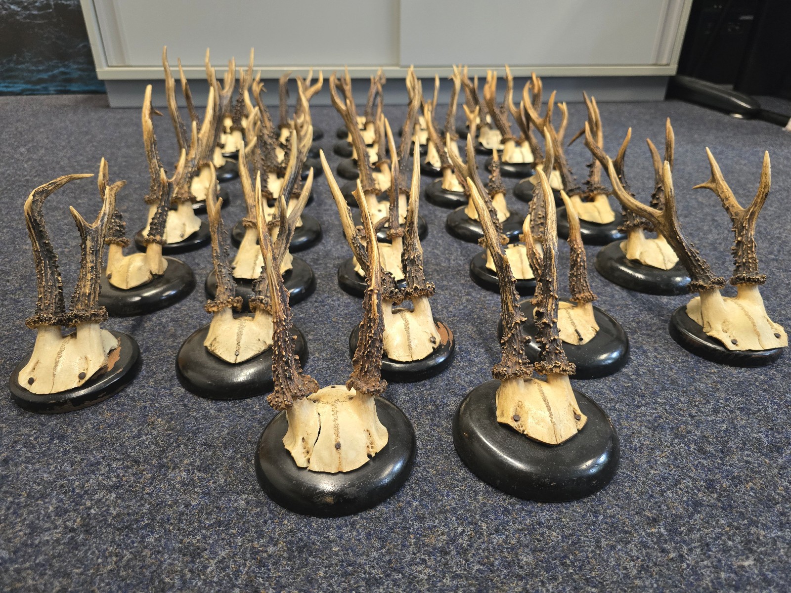 SET OF 37 ANTIQUE BLACK FOREST ROE DEER TROPHY MOUNT ON WOODEN CARVED PLAQUE