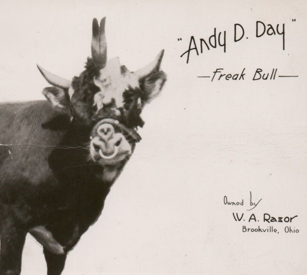 Andy D Day Freak Bull owned by W A Razor Brookville Ohio RPPC Postcard Mutant