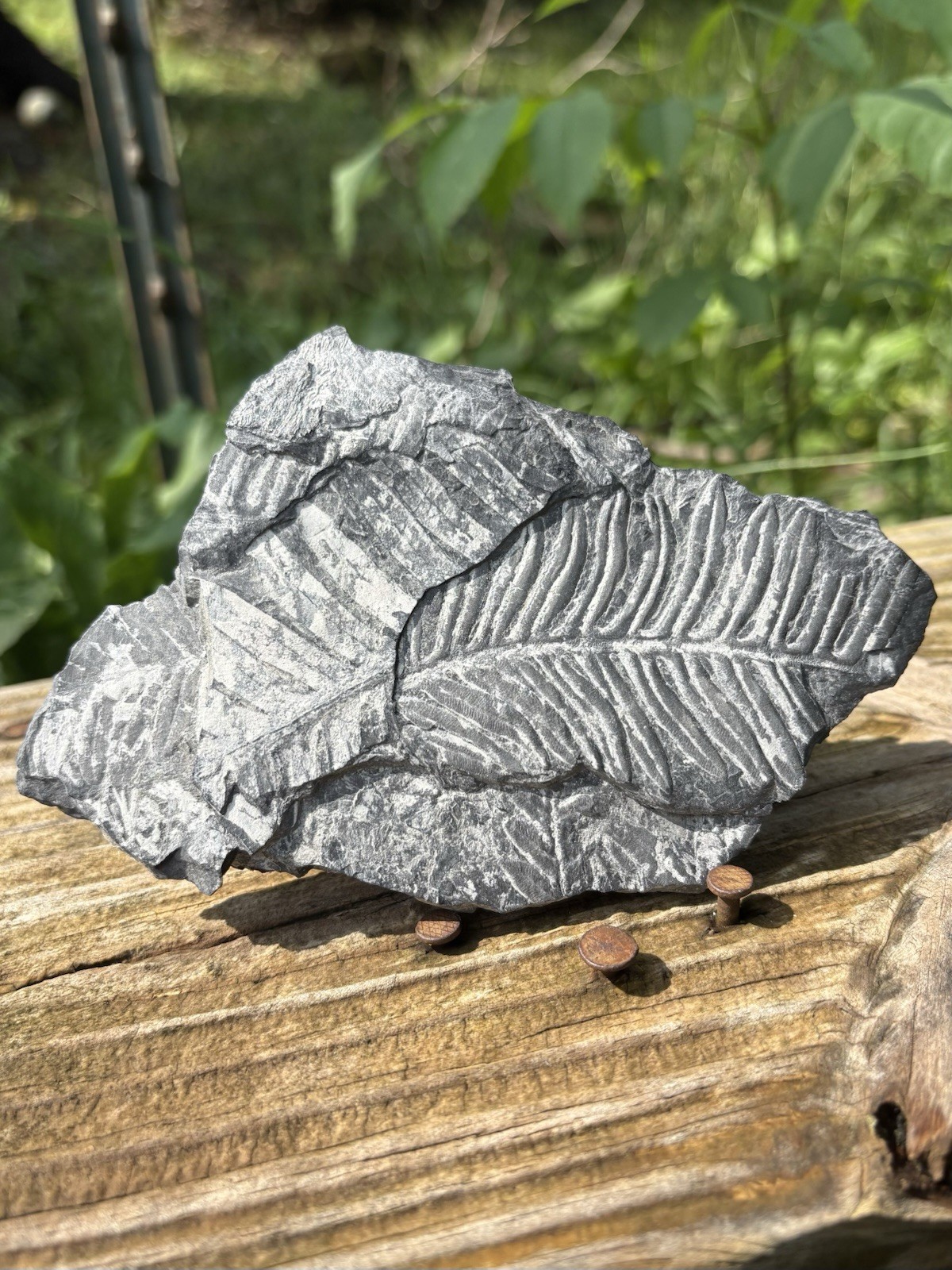 Large Fern Fossil Specimen- Natural 5.2” Fern Leaves Fossil Shale Impressions