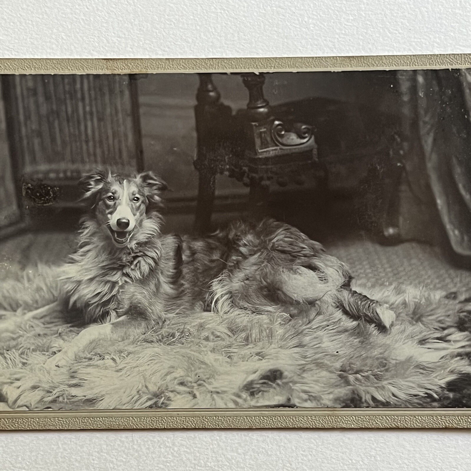 Antique Cabinet Card Photograph Beautiful Happy Collie Dog On Fur Rug London UK
