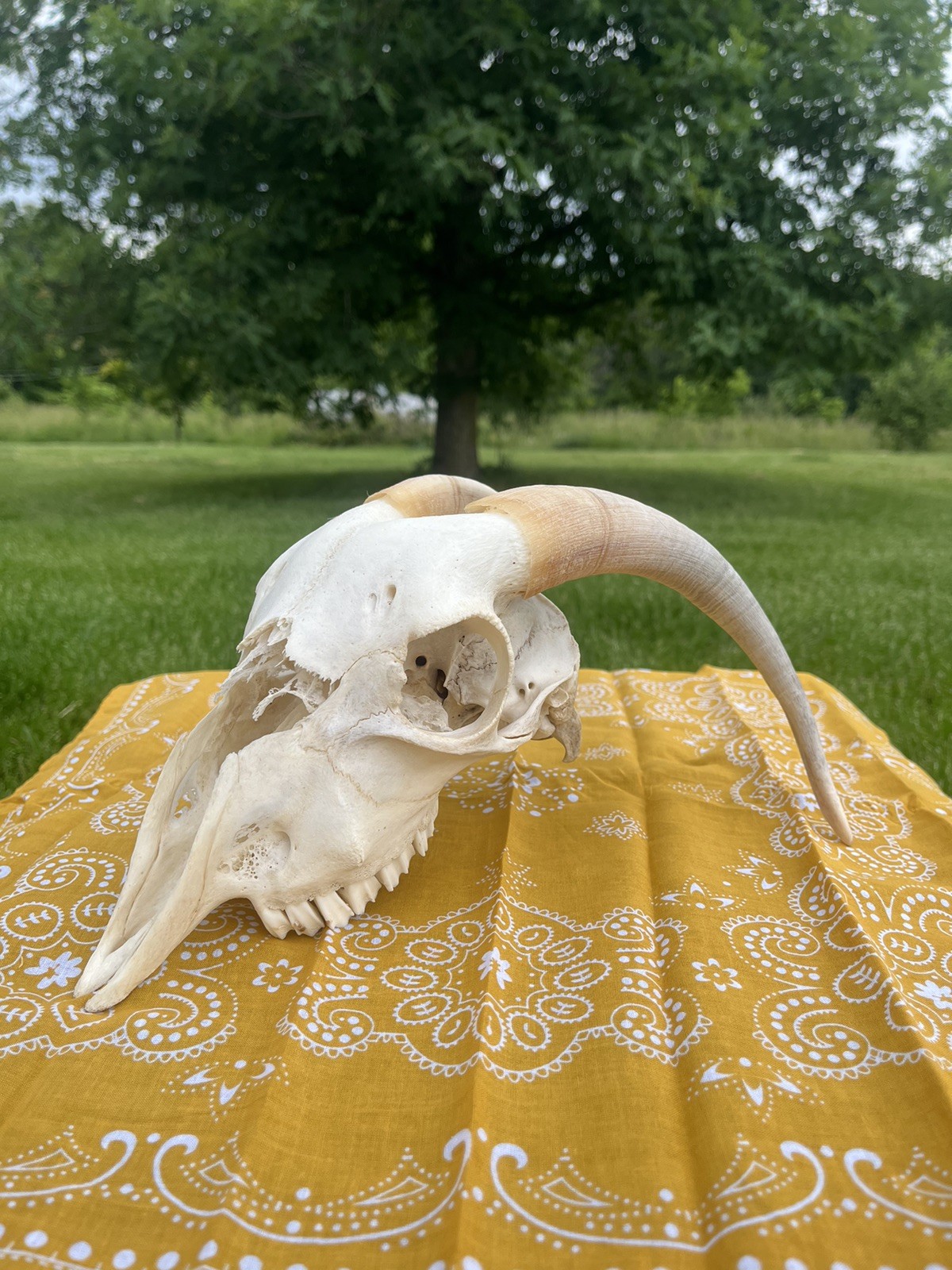 Boer Goat Skull with Original Horns - Animal Bones - Taxidermy - Yellow Bandana