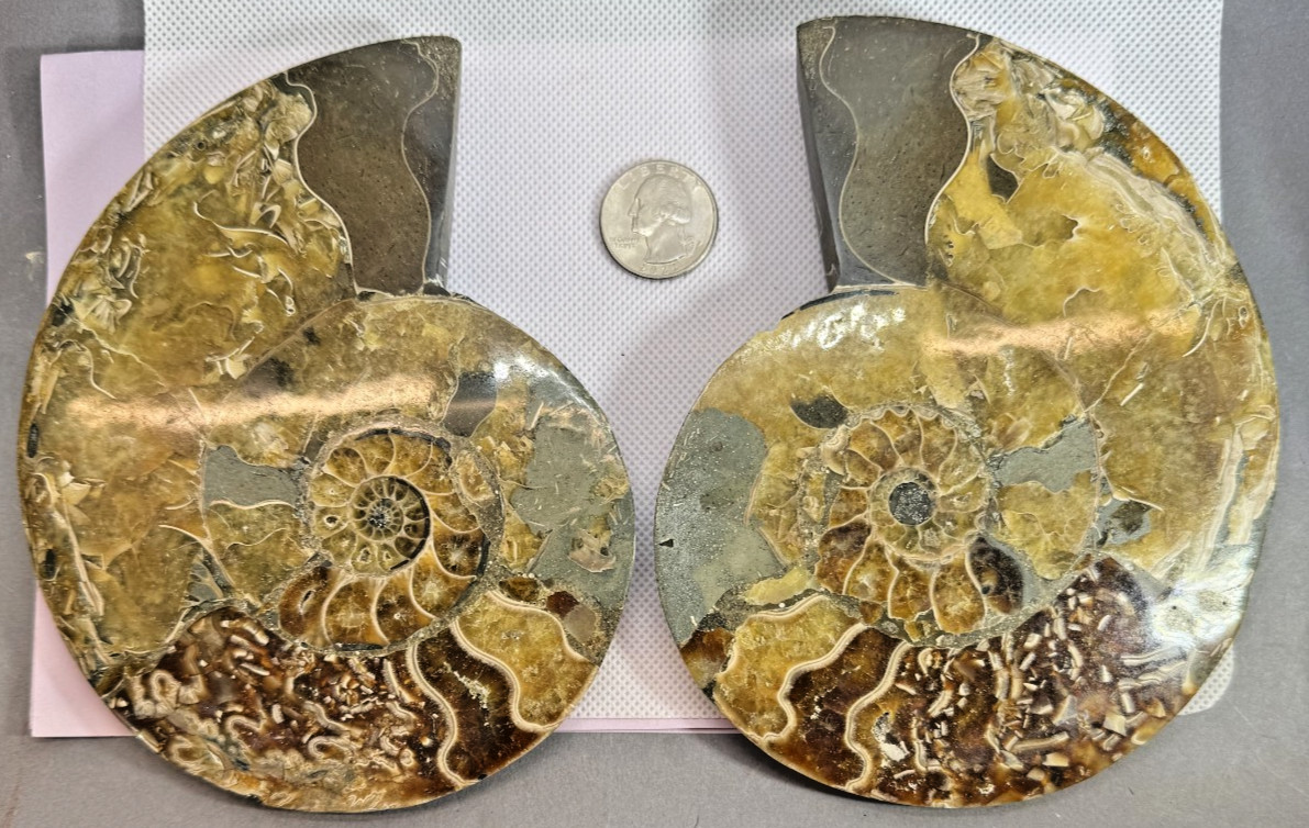 AMMONITE MATCHED PAIR - BROWN - 5.8