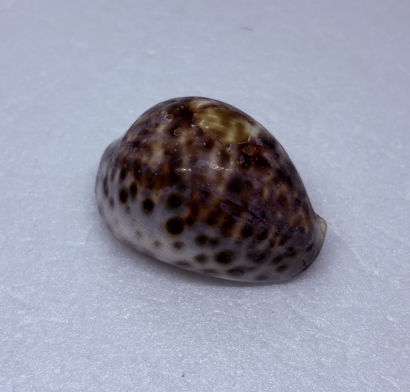 Vintage 1980s Cypraea Tigris Tiger Cowrie Seashell 2.5” Hawaii Souvenir Decor 17