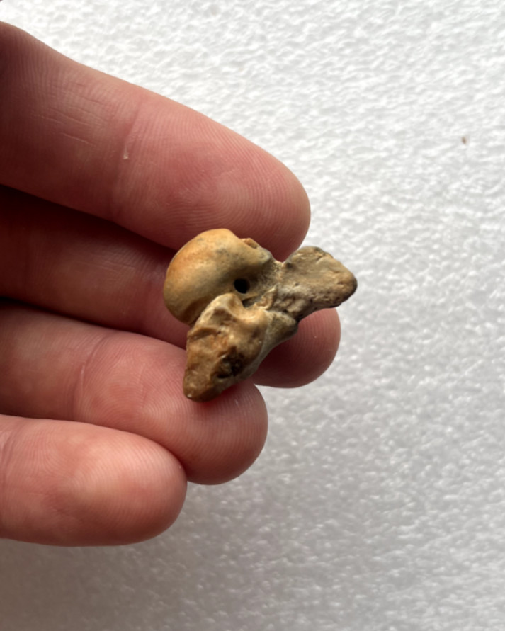 TOP QUALITY Marine Ear Bone Cetacean Fossil (Periotic Bone) Summerville - 1.01\