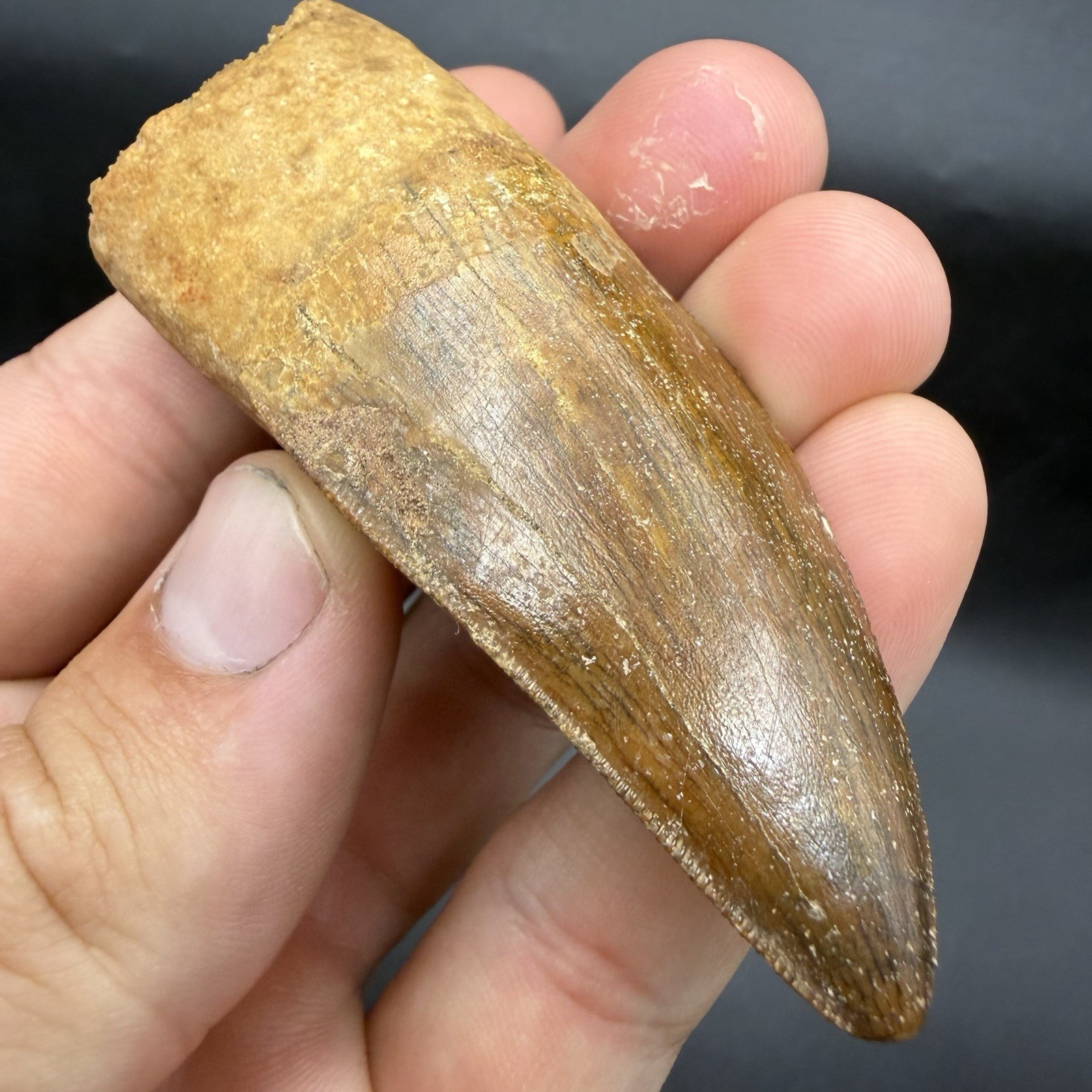 Charcharodontosaurus Dinosaur Tooth Fossil High Quality Specimen 3”