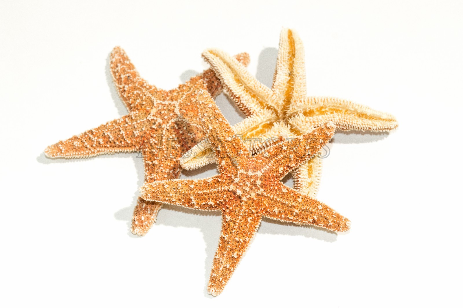 NessaStores- Sugar StarFish Sea Shell Wedding Real Craft 3