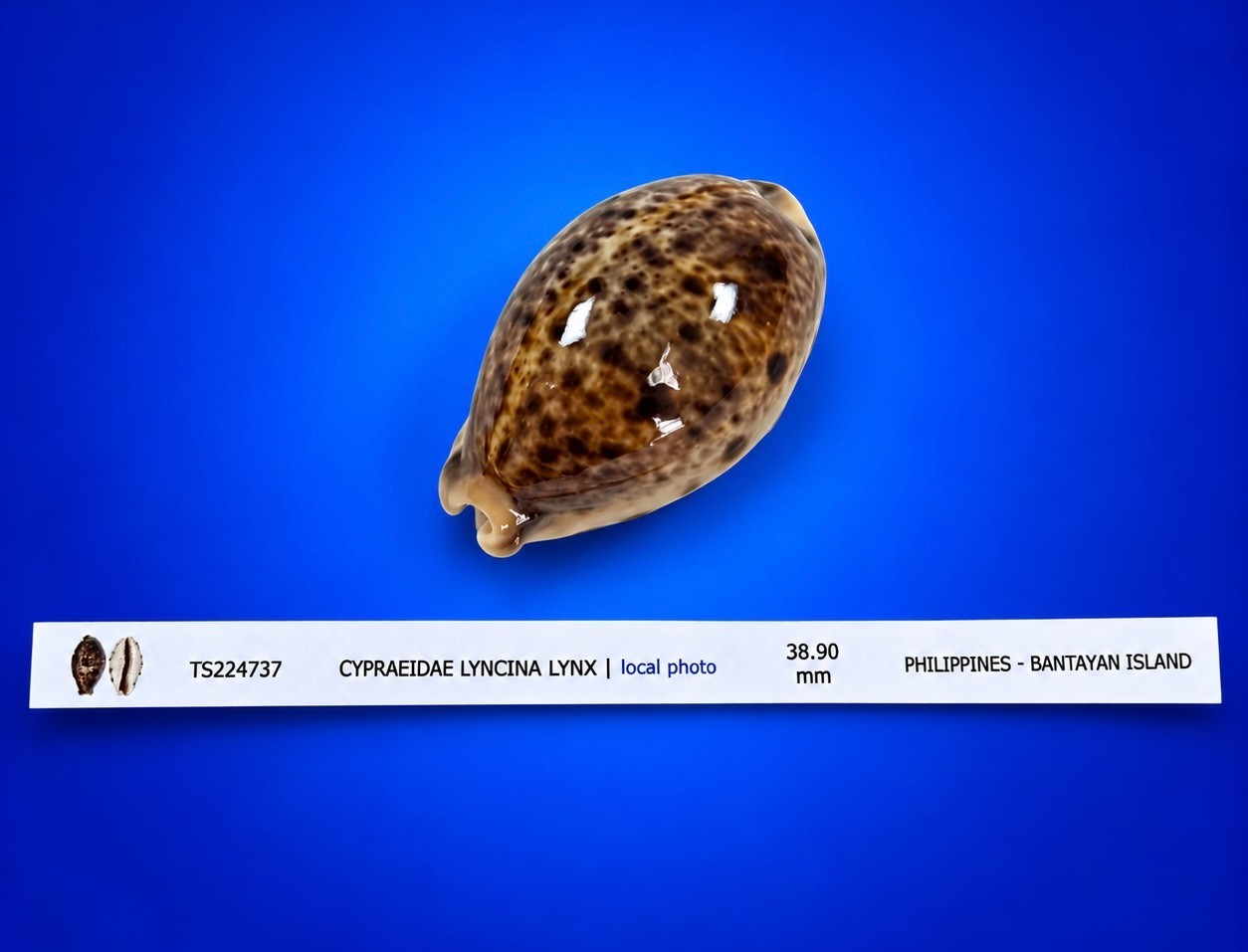 Cypraea lyncina lynx Cowrie Shell 38.9mm eyed cowrie w/data label