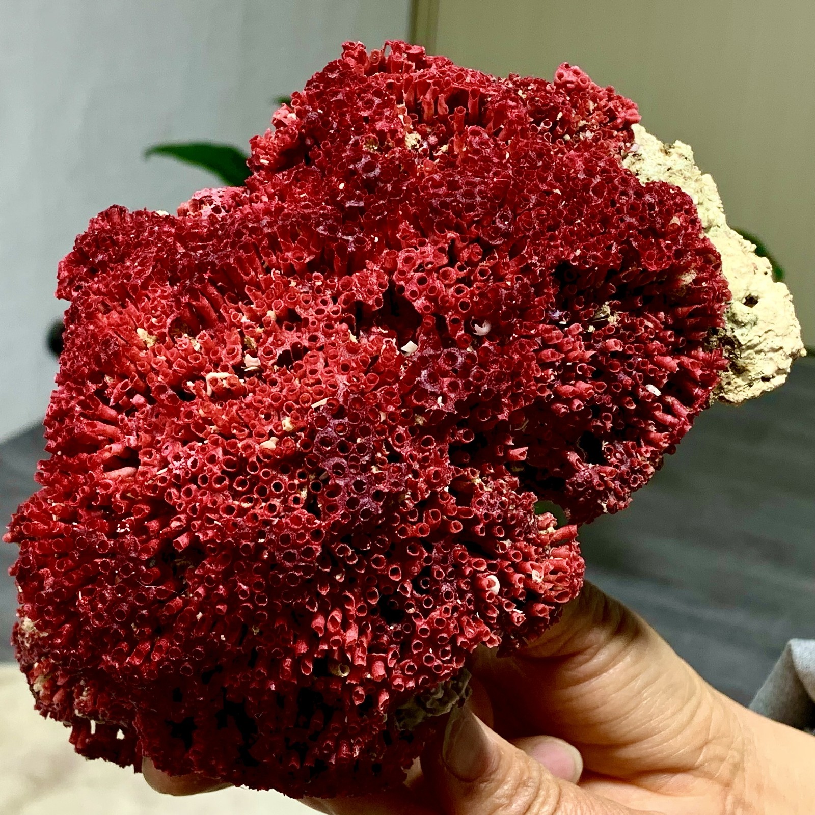 396G Natural orange red Coral Reef Cluster Marine Mineral Crystal Specimen