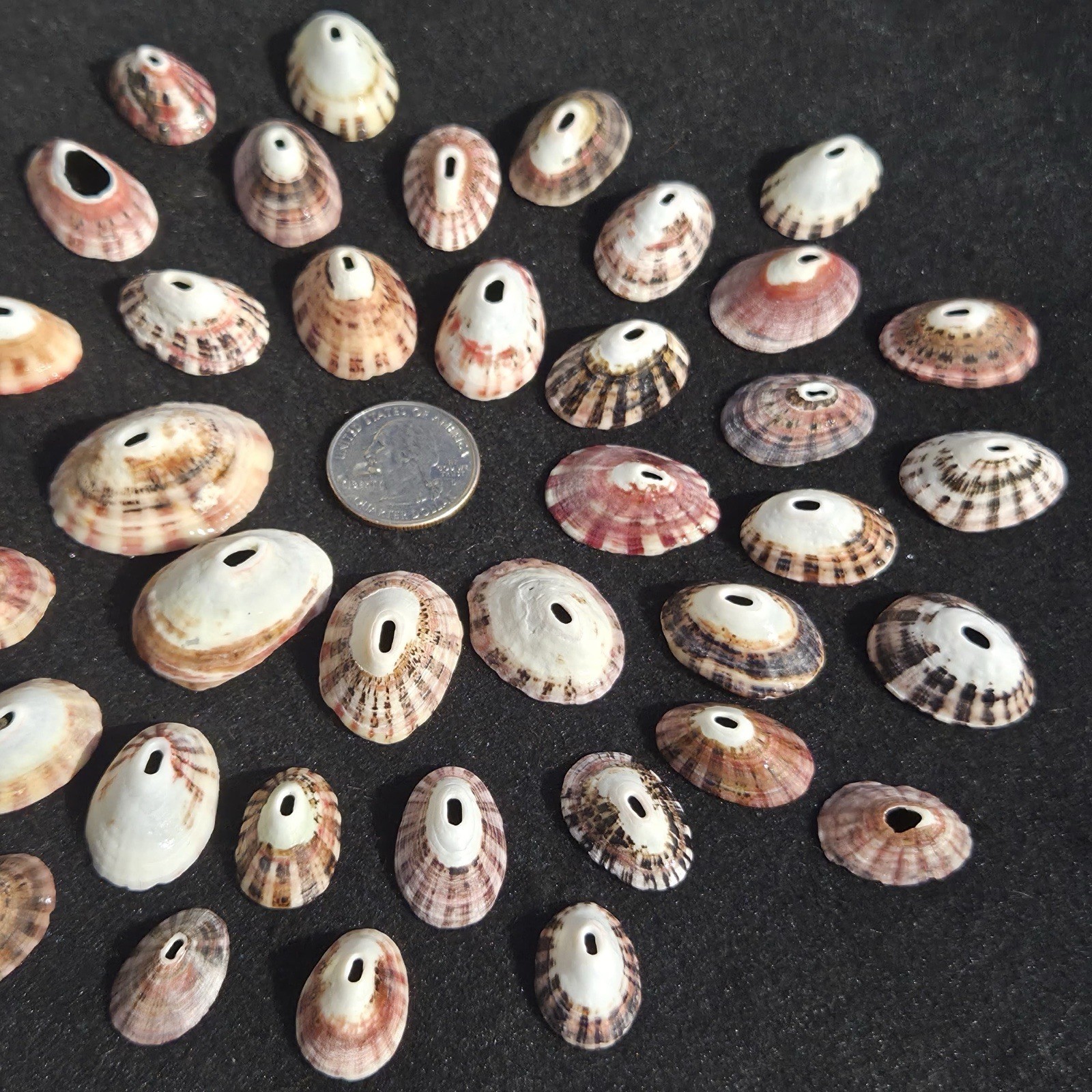 Large Lot Pink Purple White Keyhole LIMPETS Sea Shells Limpet Crafts Jewelry A