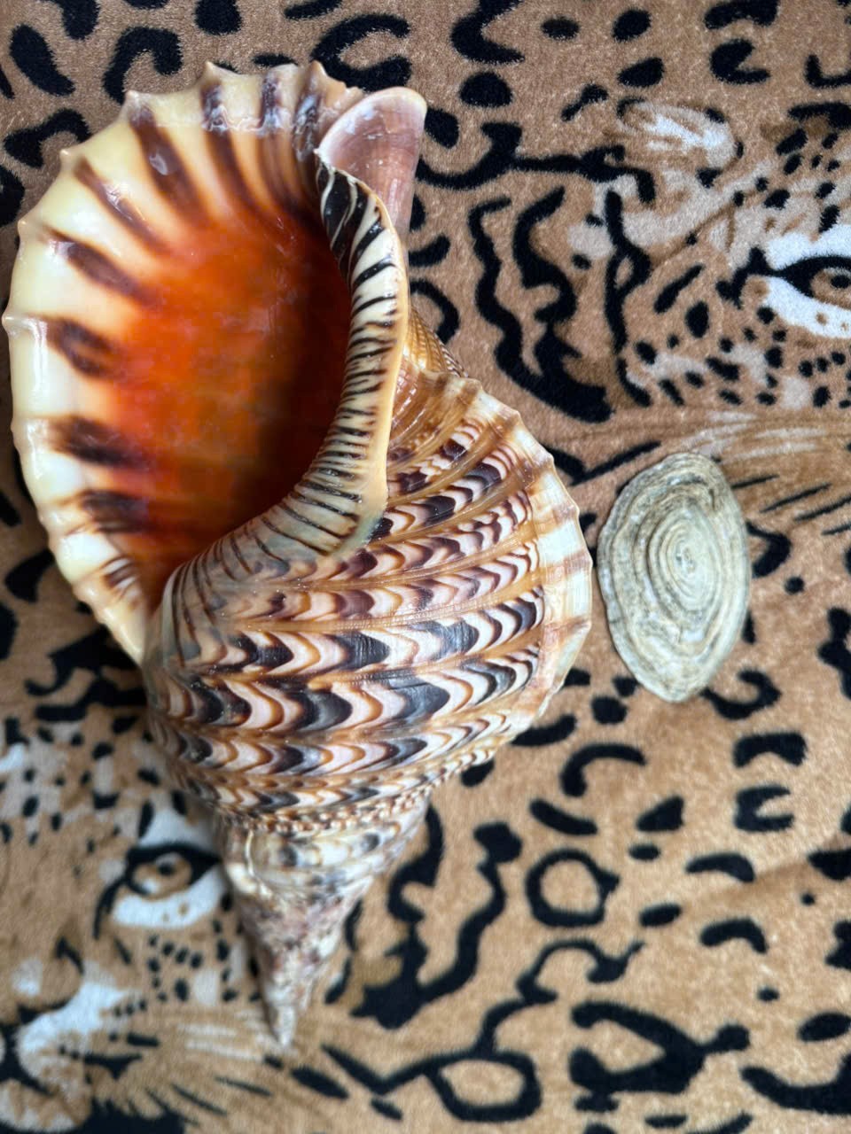 37.1cm | Triton Charonia with Operculum Trumpet | Unique Scar | BIG size