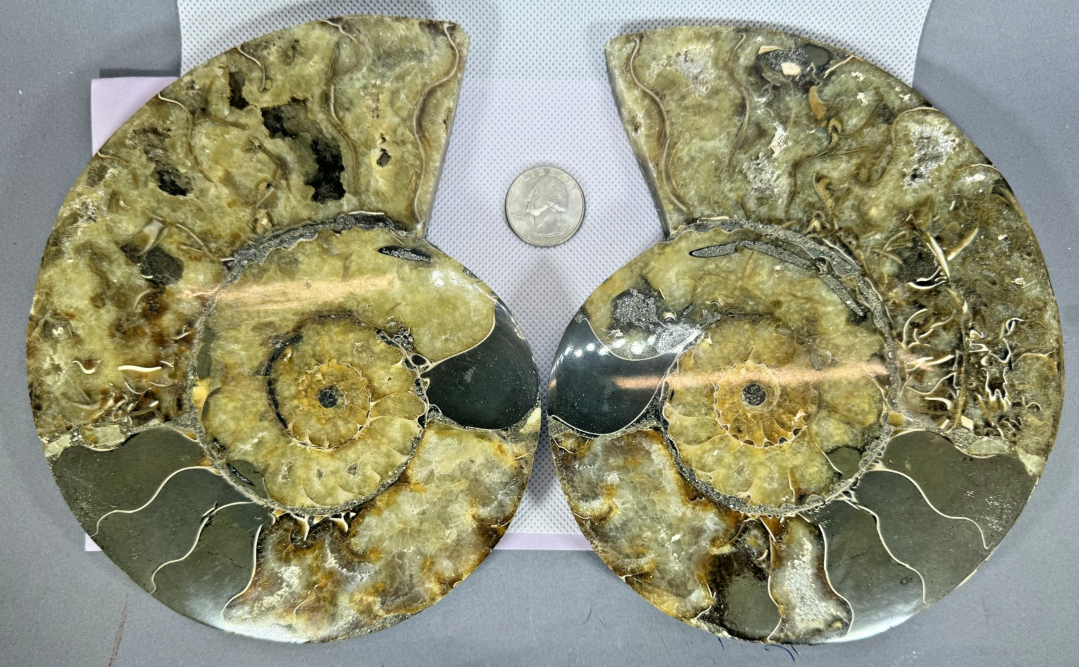 AMMONITE MATCHED PAIR - LARGE - 7