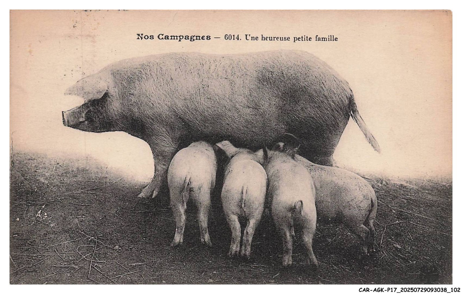 CAR-AGKP17-0927-COCHON Postcard - Happy Little Family