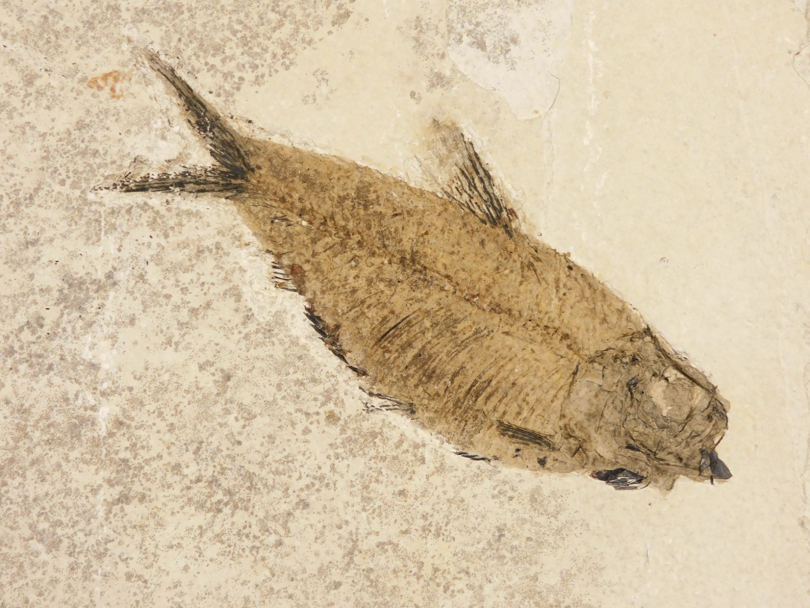 49 Million Year Old Knightia FISH Fossil From Fossil LAKE Wyoming 981gr