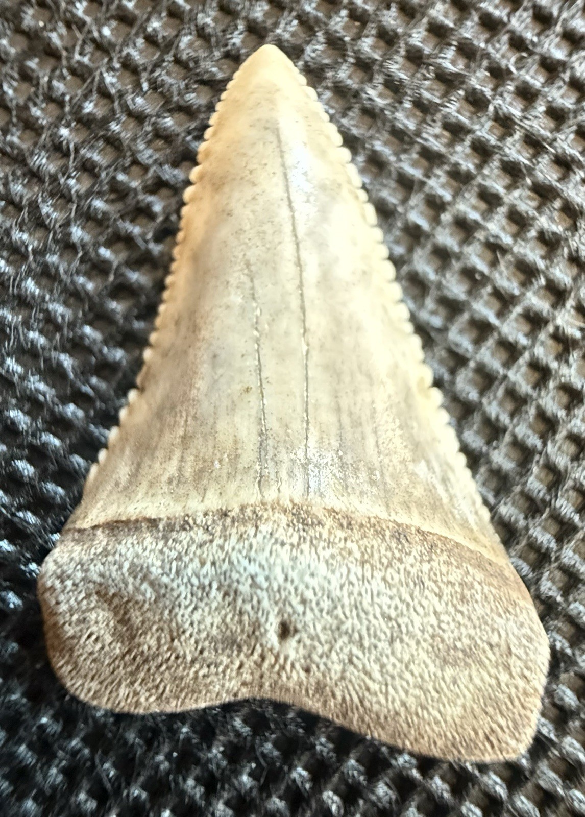 Museum Quality Unique Fossil Great White Shark Tooth 1.1” Oceanside, CA