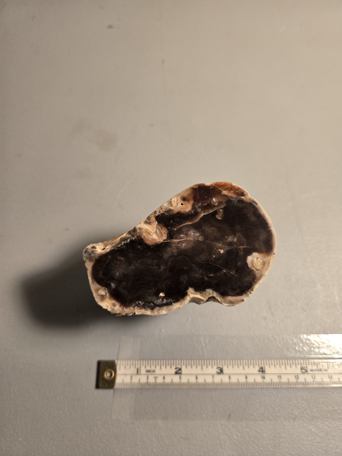 Petrified Wood Limb Cast 9mm x 9mm x 5mm, 1.5lb