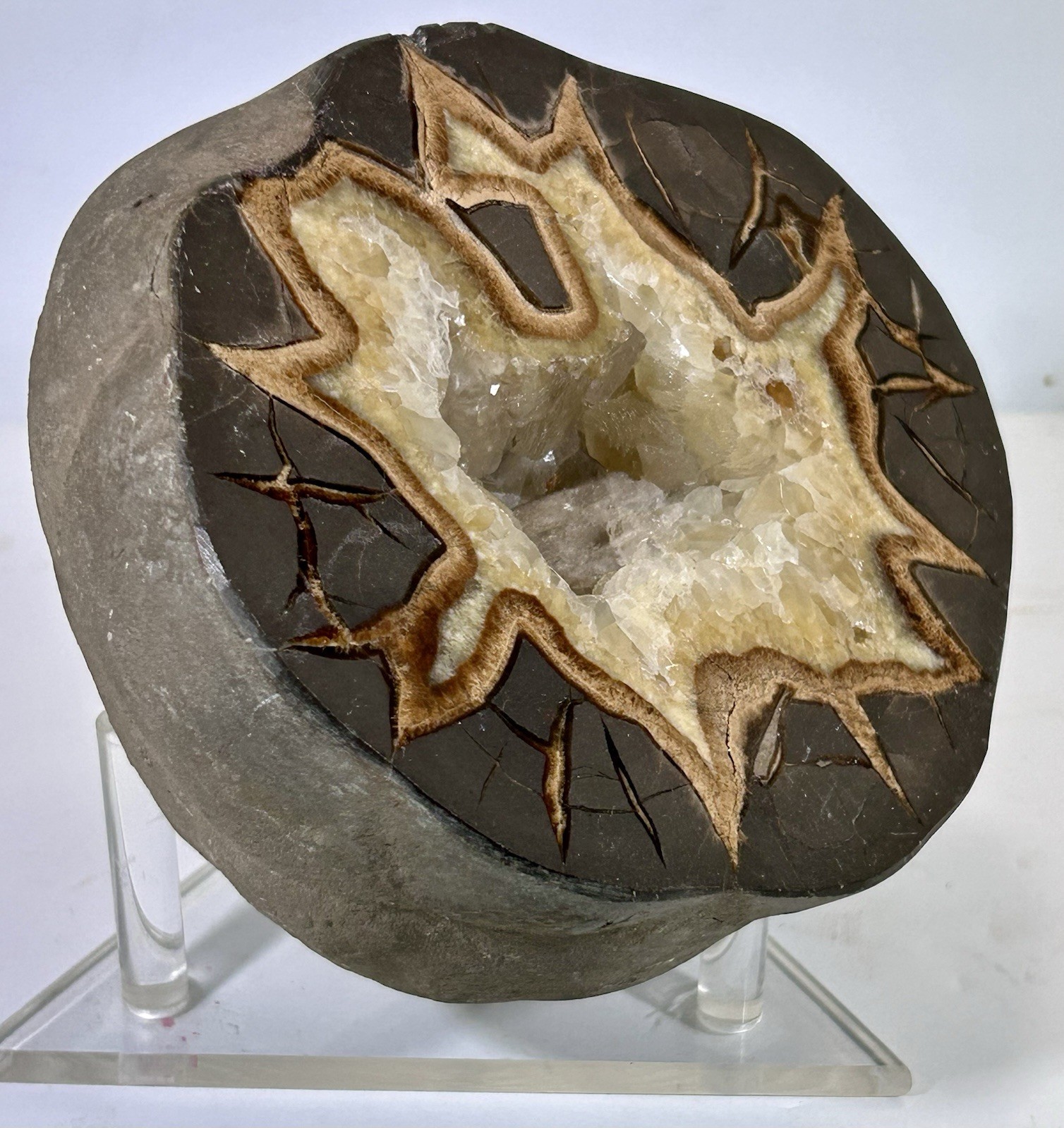 85 oz Polished Septarian Nodule Half W/ Star Shaped Crystal Cavity & Stand Geode