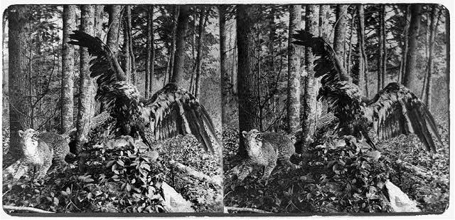 Photo:1871 Stuffed Eagle and Wildcat Forest Taxidermy Stereograph