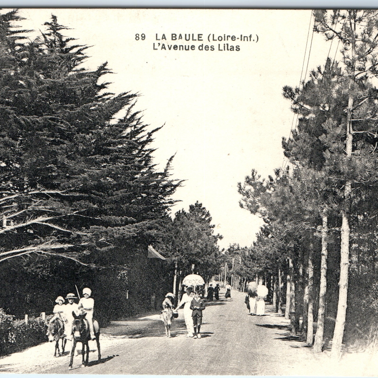 c1900s La Baule France Avenue des Lilas Postcard Donkeys Pedestrians Pines View