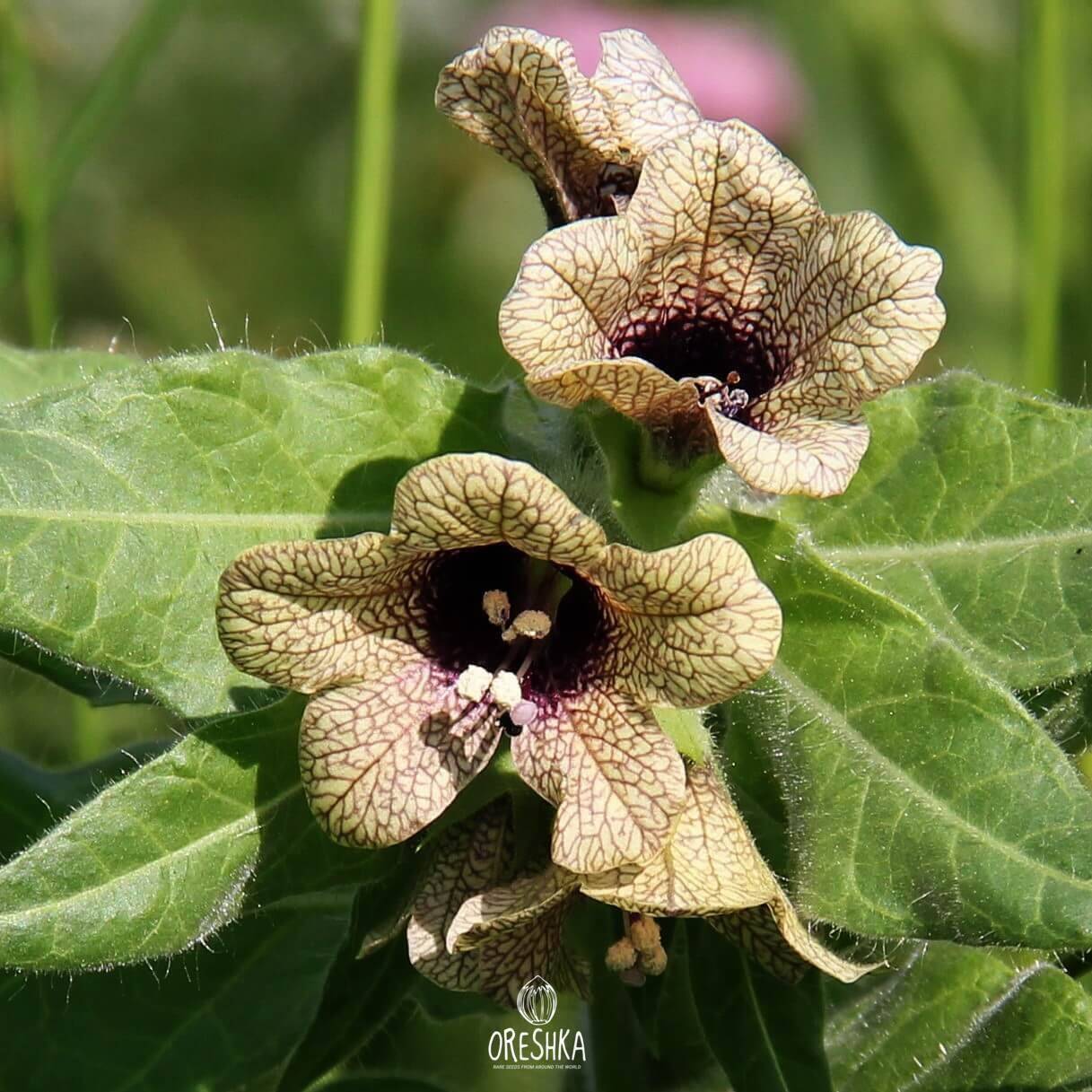 Henbane 100+ fresh seeds, Hyoscyamus niger organic seeds