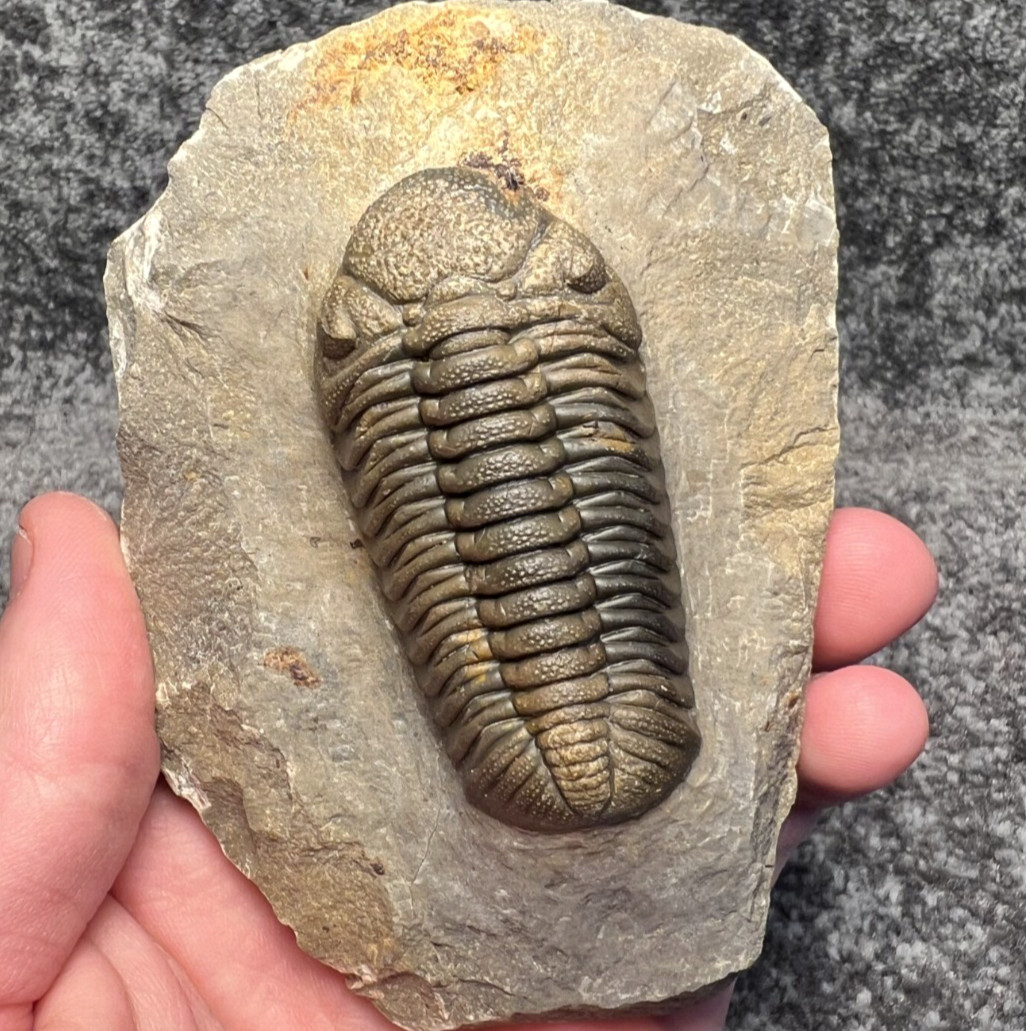 Moroccops sp. Trilobite Fossil – Beautifully Preserved & Detailed ✅