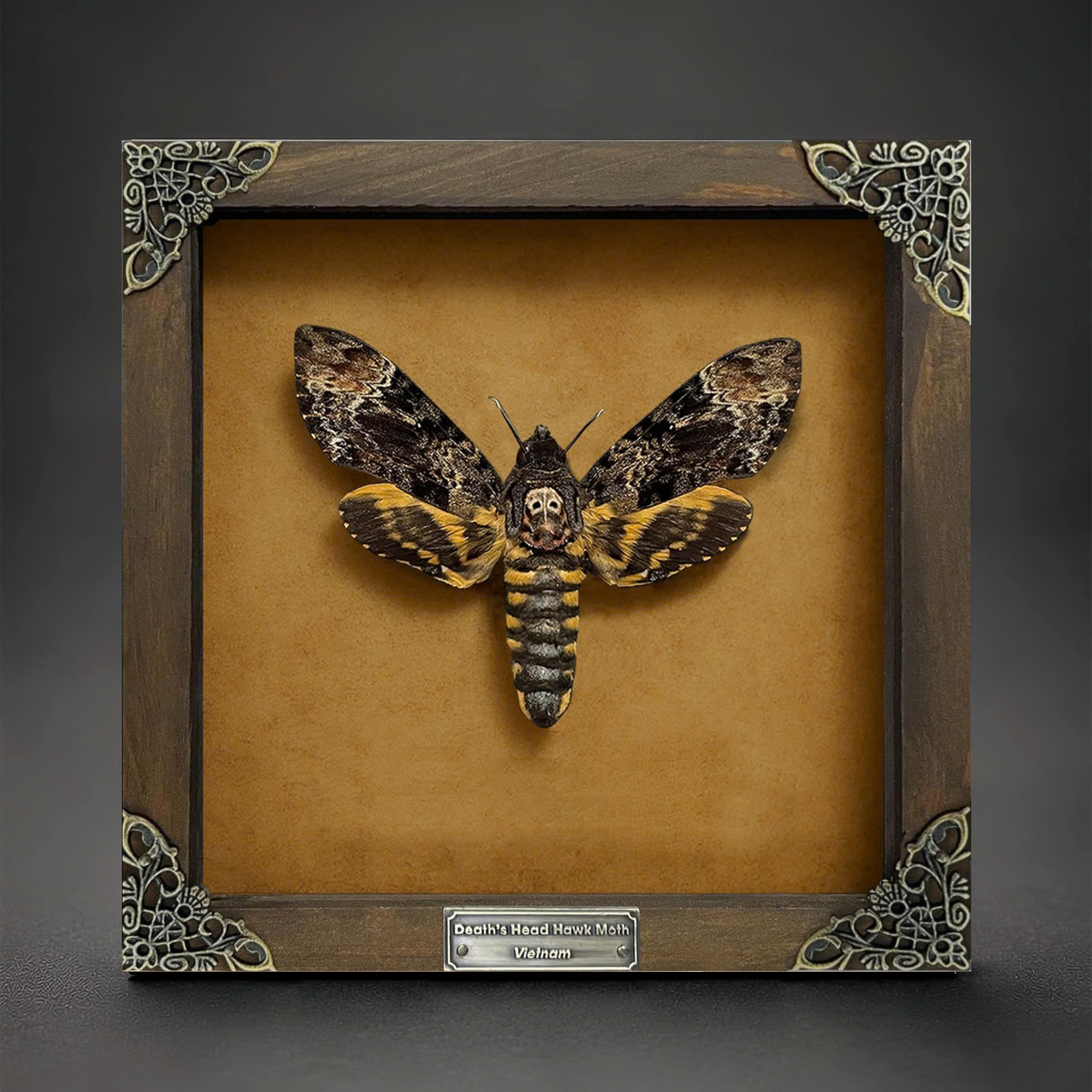 Death Head Moth Acherontia in Wood Frame Real Preserved Moth Vintage Wall Decor
