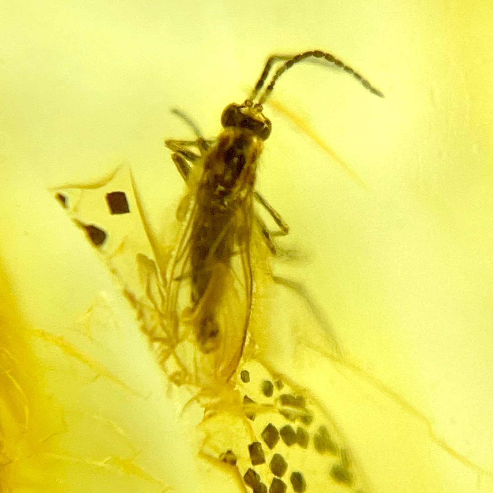 Baltic Amber Insect Inclusion and 4x Magnifying Case includes COA