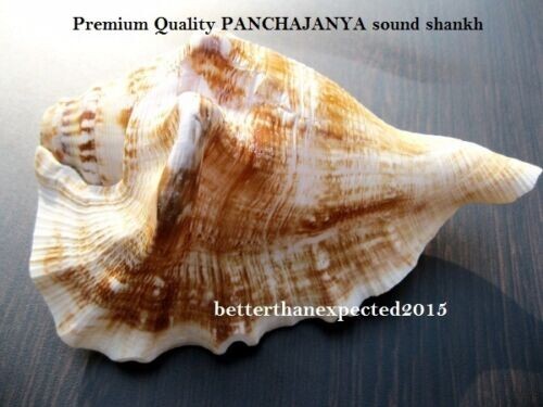 PANCHAJANYA POOJA SOUND SHANKH CONCH LORD KRISHNA SHANKHA 5.5INCH~DIVINE WORSHIP