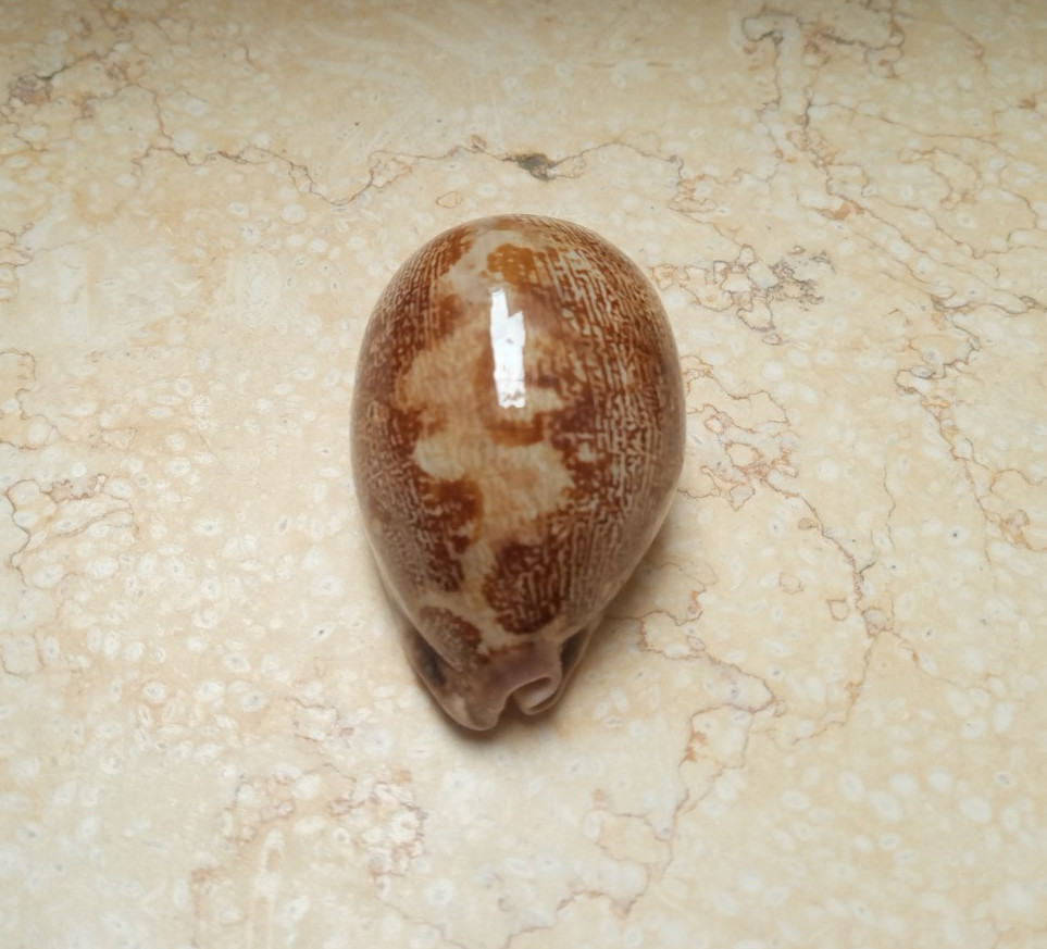 Cypraea mappa rosea sea shell singularis 77.5mm WOW great pattern rare F++++F+++