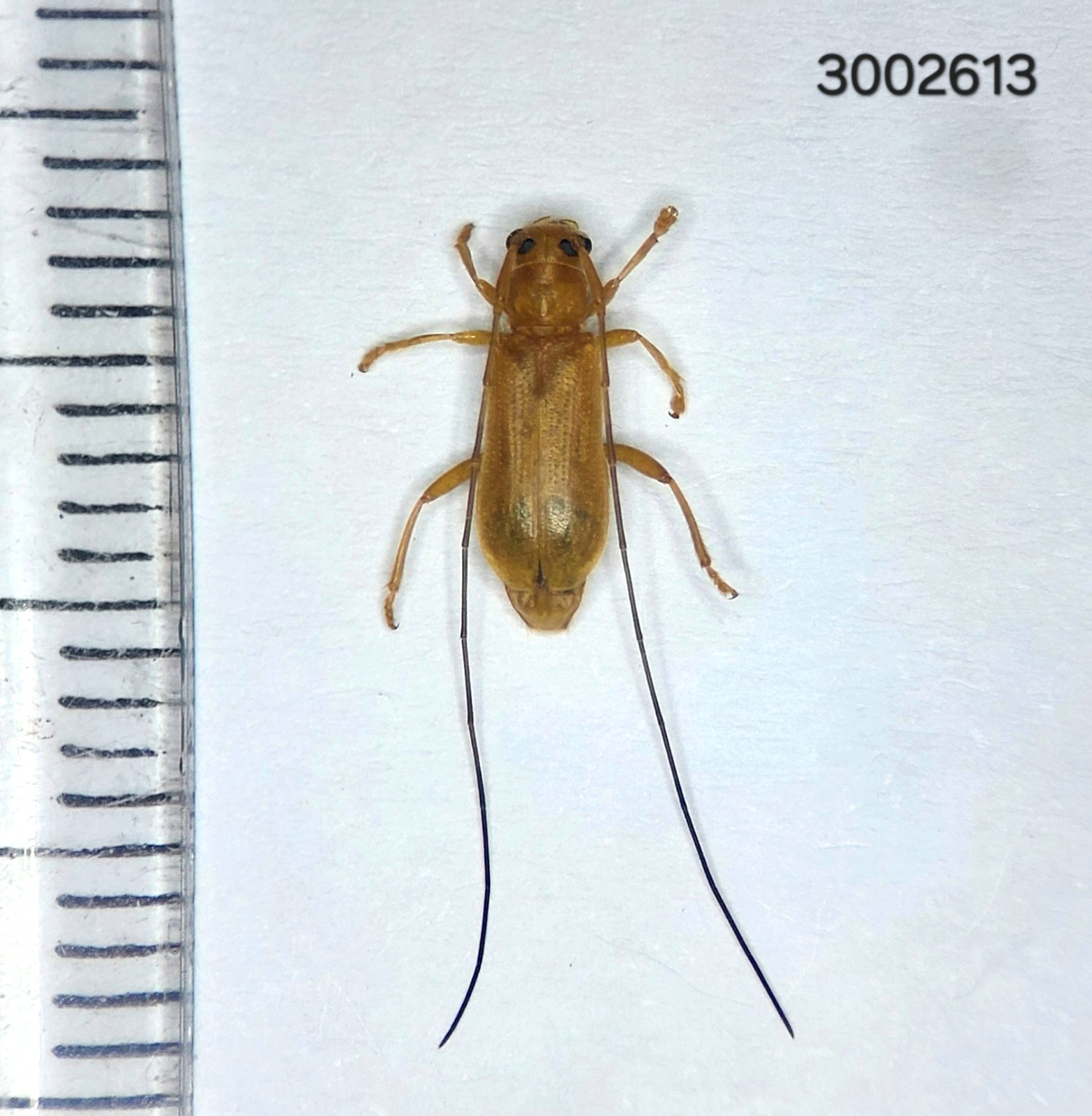 Cerambycidae  sp.  A1 #2613 NORTH THAILAND