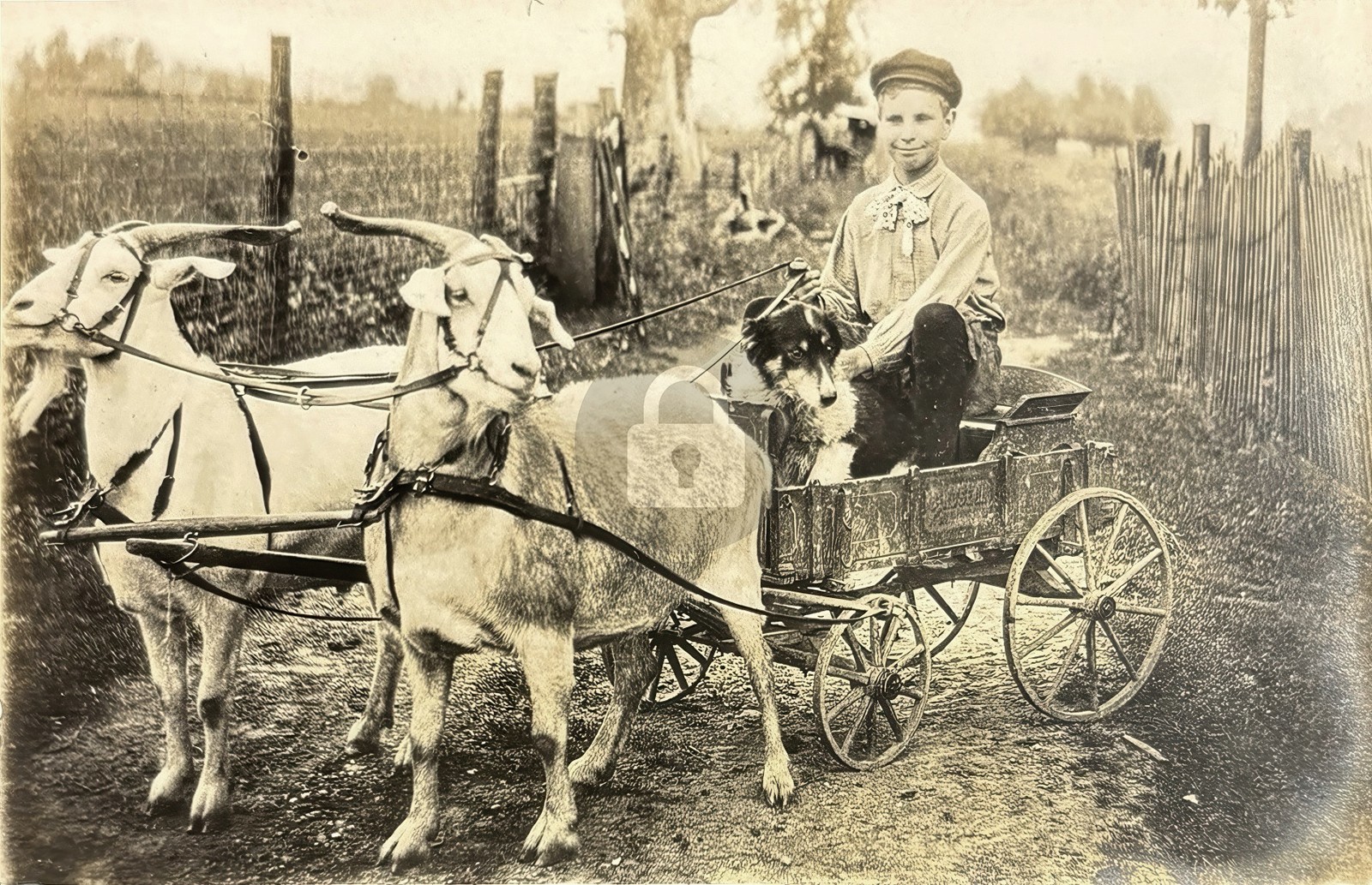 Double Goat Wagon Young Farm Boy RPPC Photo Postcard COPY