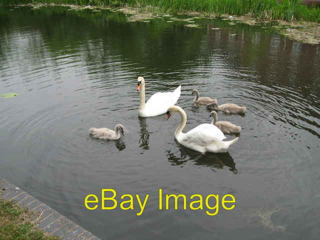 Photo 6x4 Swan canal sextet - Walsall Wood, Staffordshire Brownhills A fa c2013