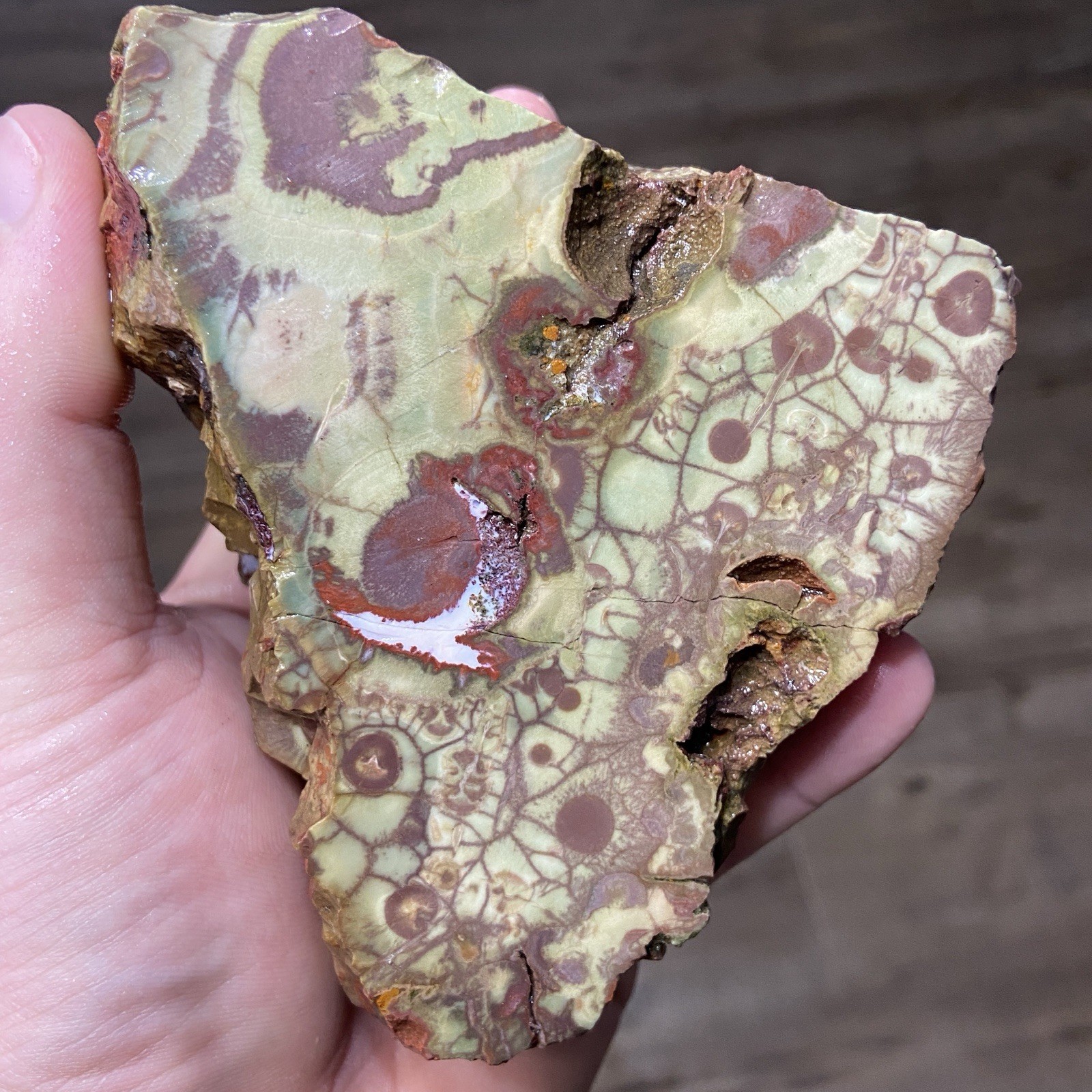 Mushroom Spiderweb Jasper Vibrant Lapidary Rough 2 Pounds